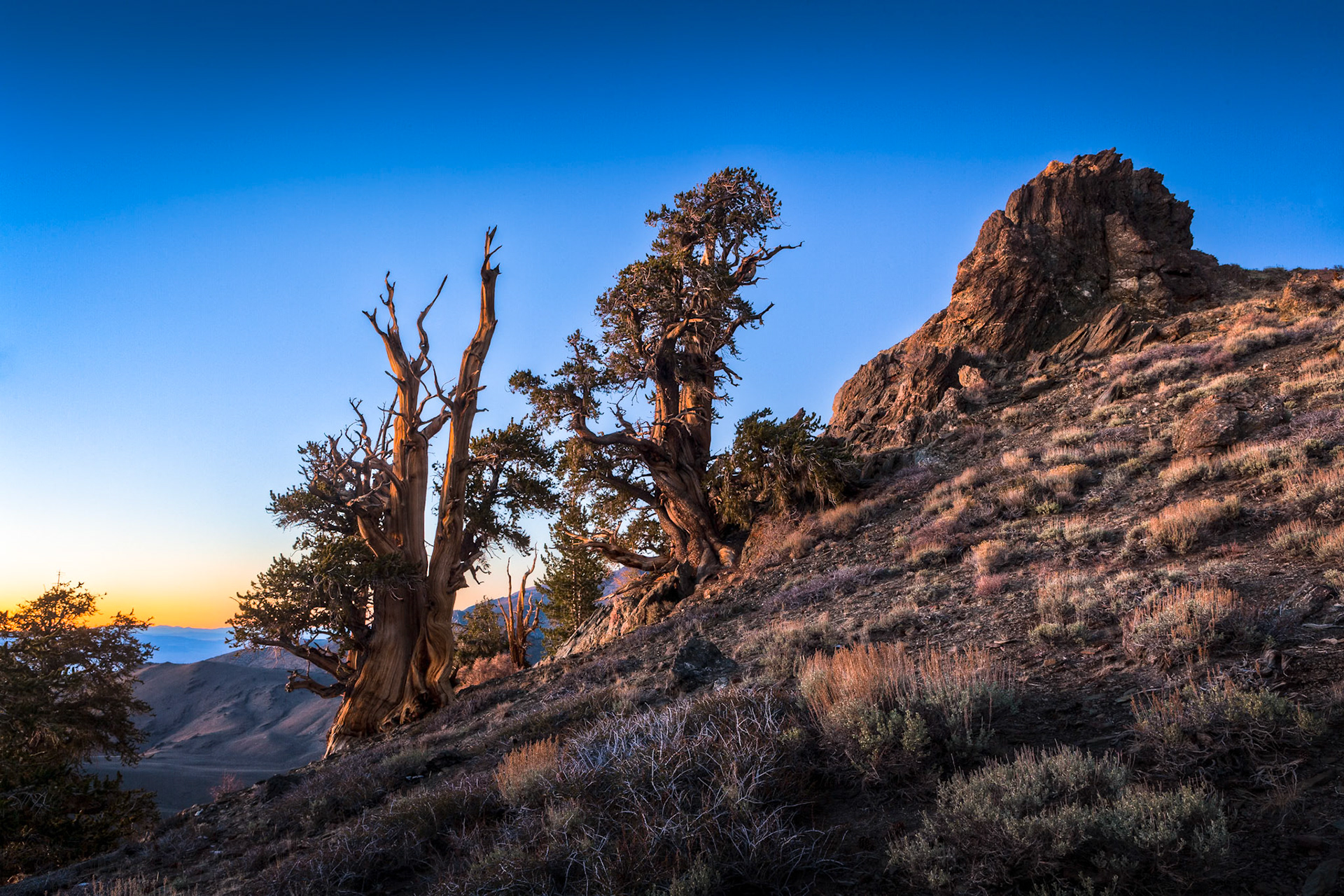 Very Old Bristlecone Pines at Bristlecone Pine Forest near Bishop at sunset, CA, USA