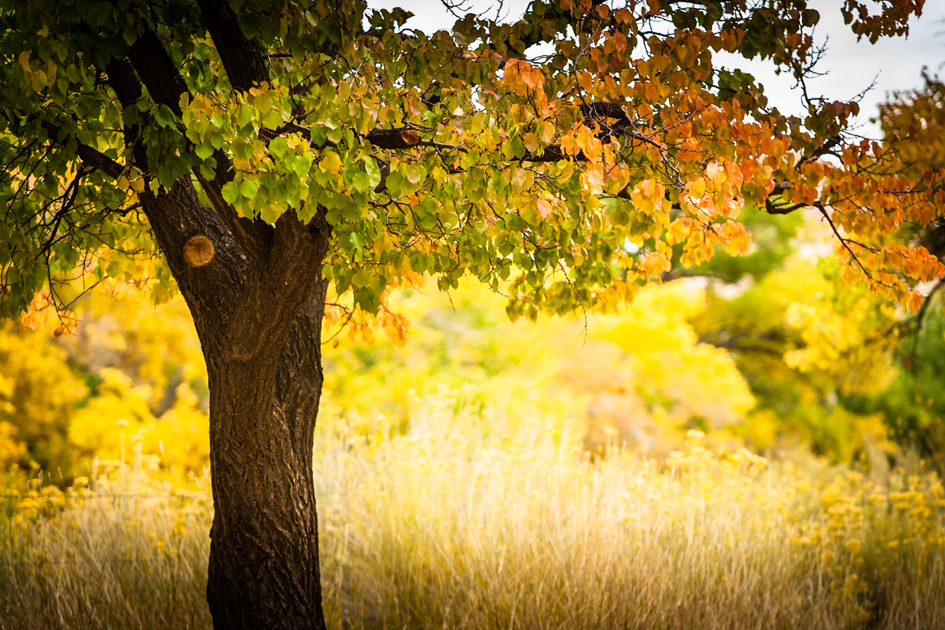 Autumn (Fall) in Capitol Reef Nat'l Park, Utah, USA