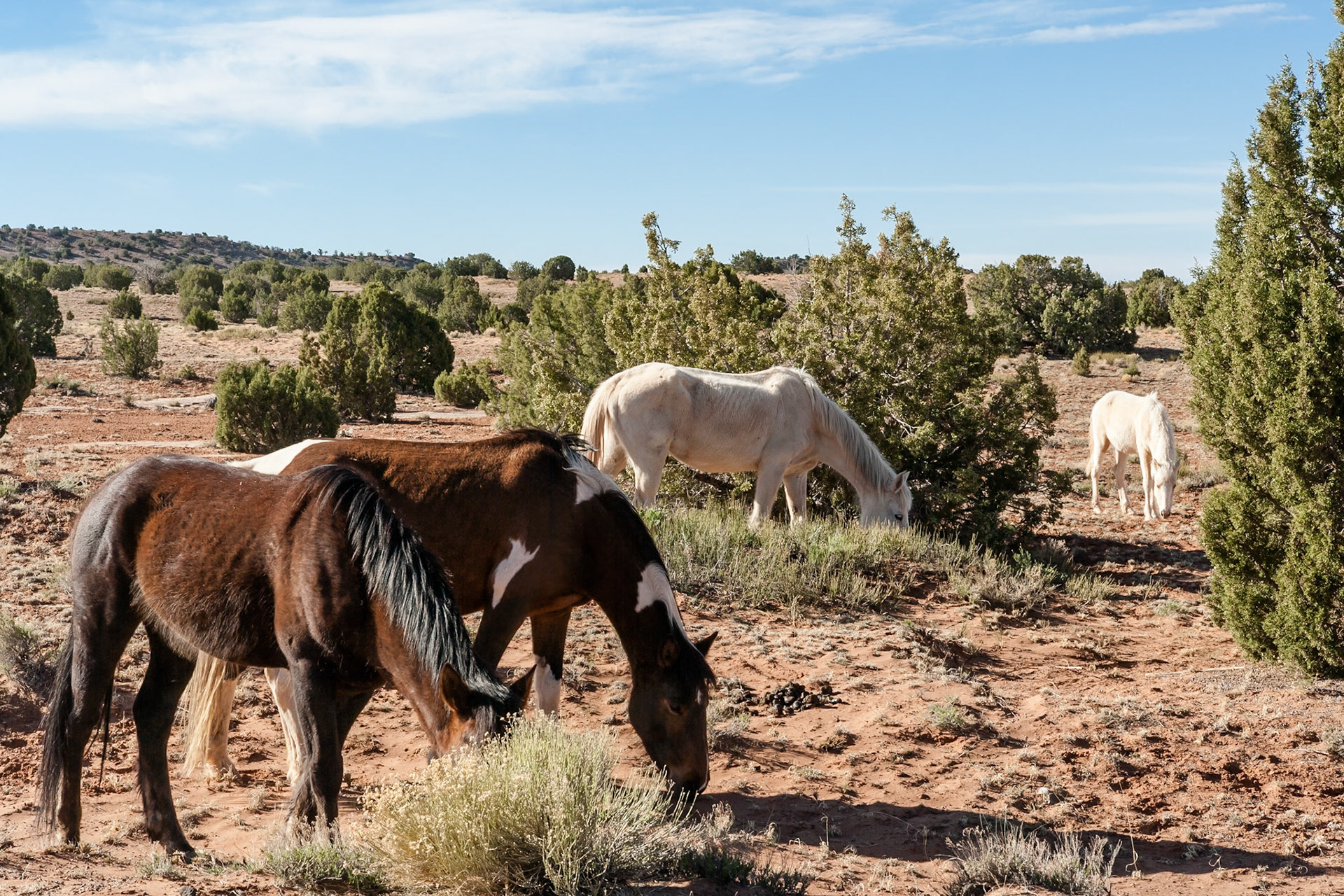 Wild Horses at Canyon de Chelley, Arizona, USA