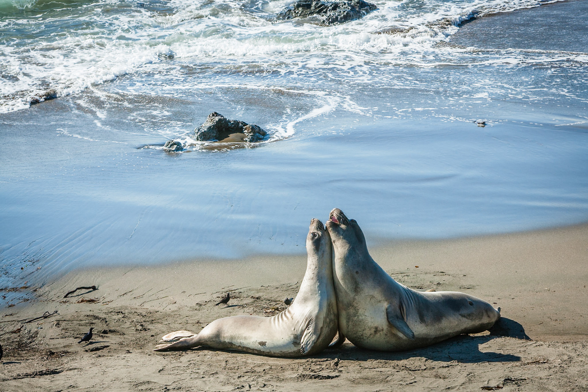 Elephant Seals at Piedras Blancas, San Simeon, Hwy 1, California, USA