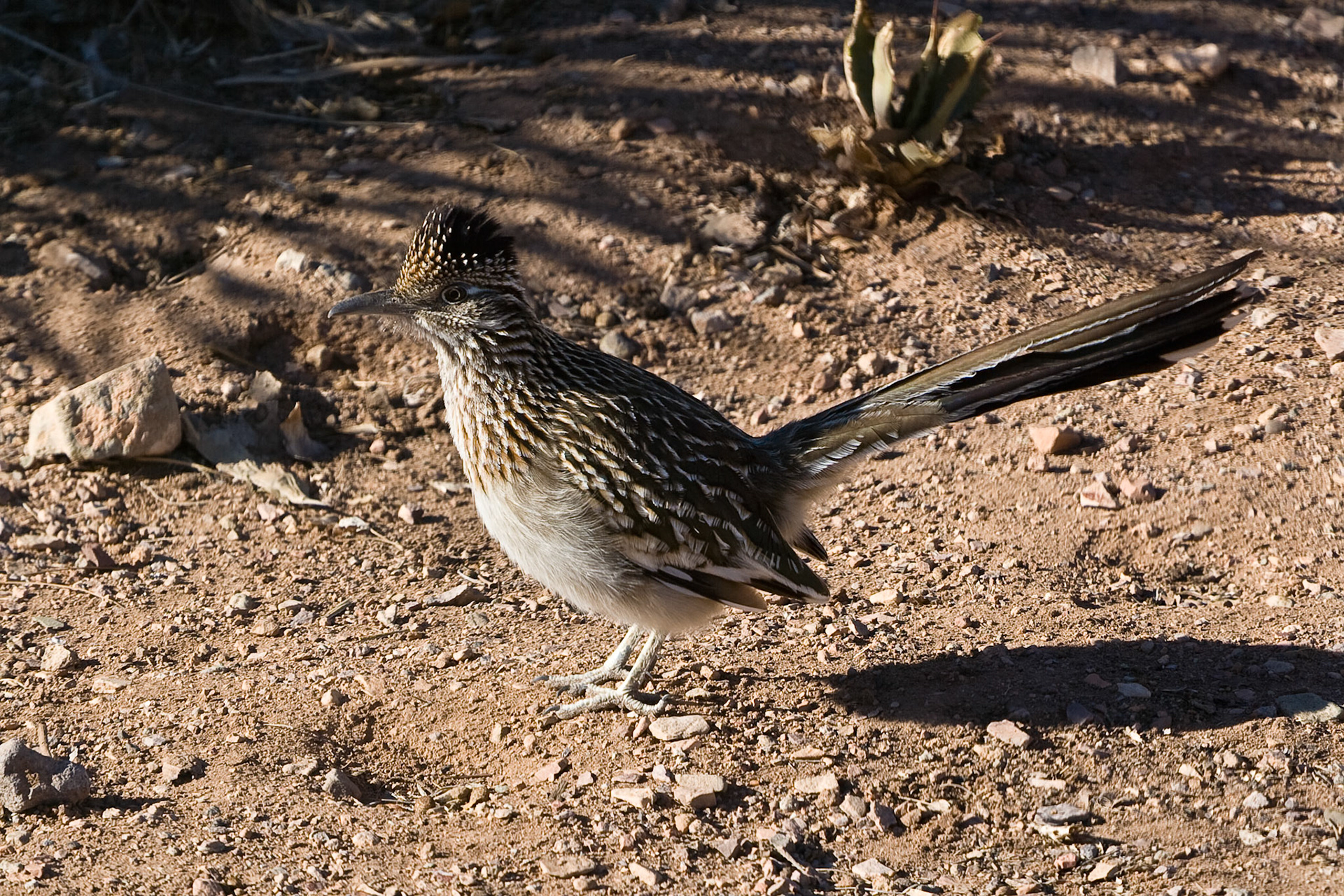 roadrunner, NM, USA
