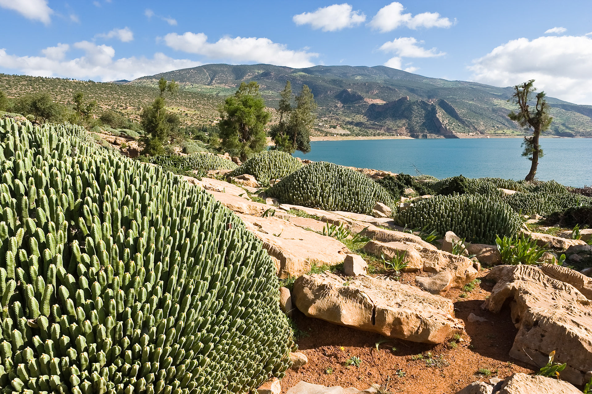 Cactusus at Lake Barrage Bin El Ouidane, Morocco