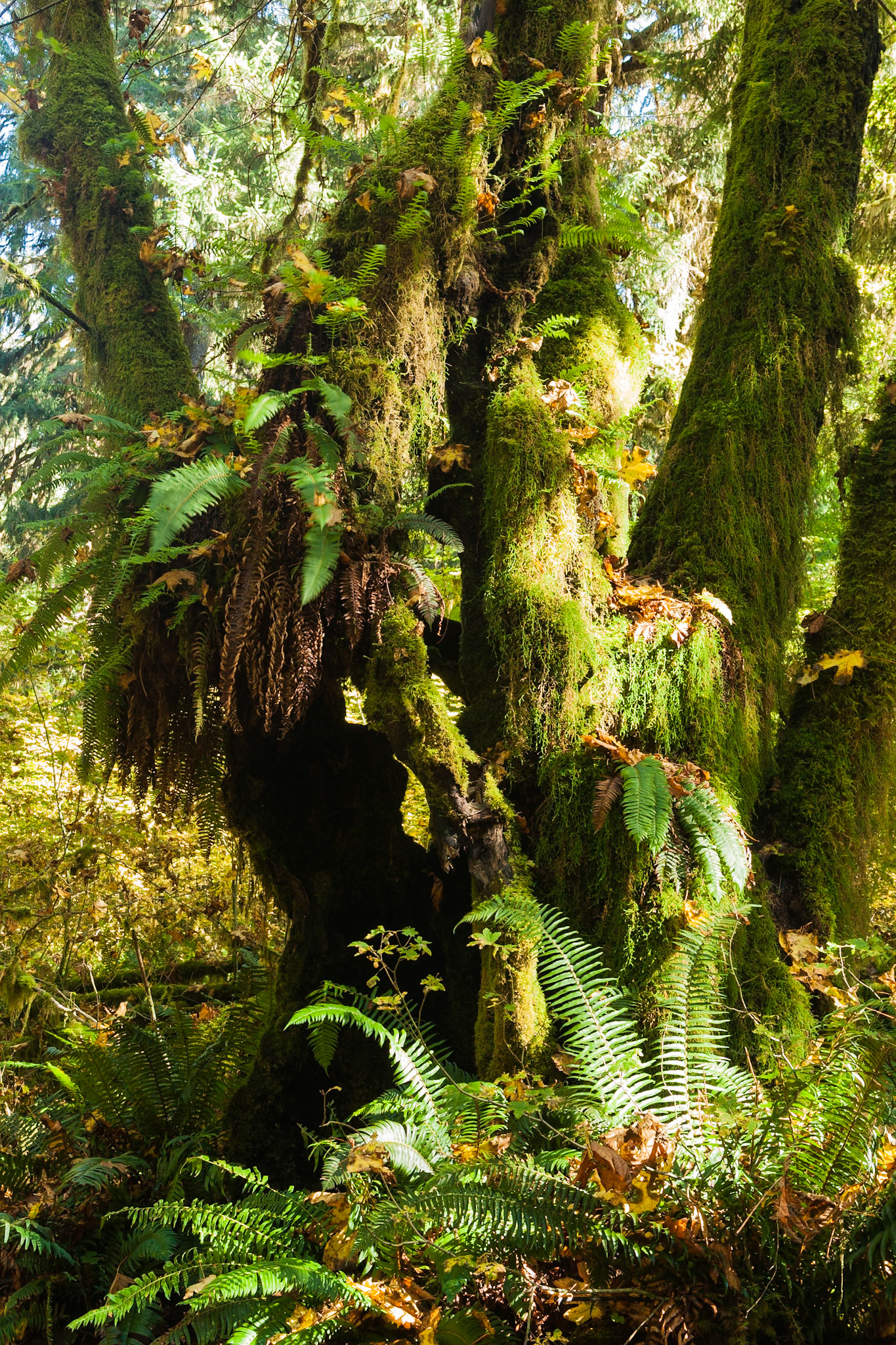 Spruce Trail at Hoh Rainforest at Olympic National Park, Washington USA