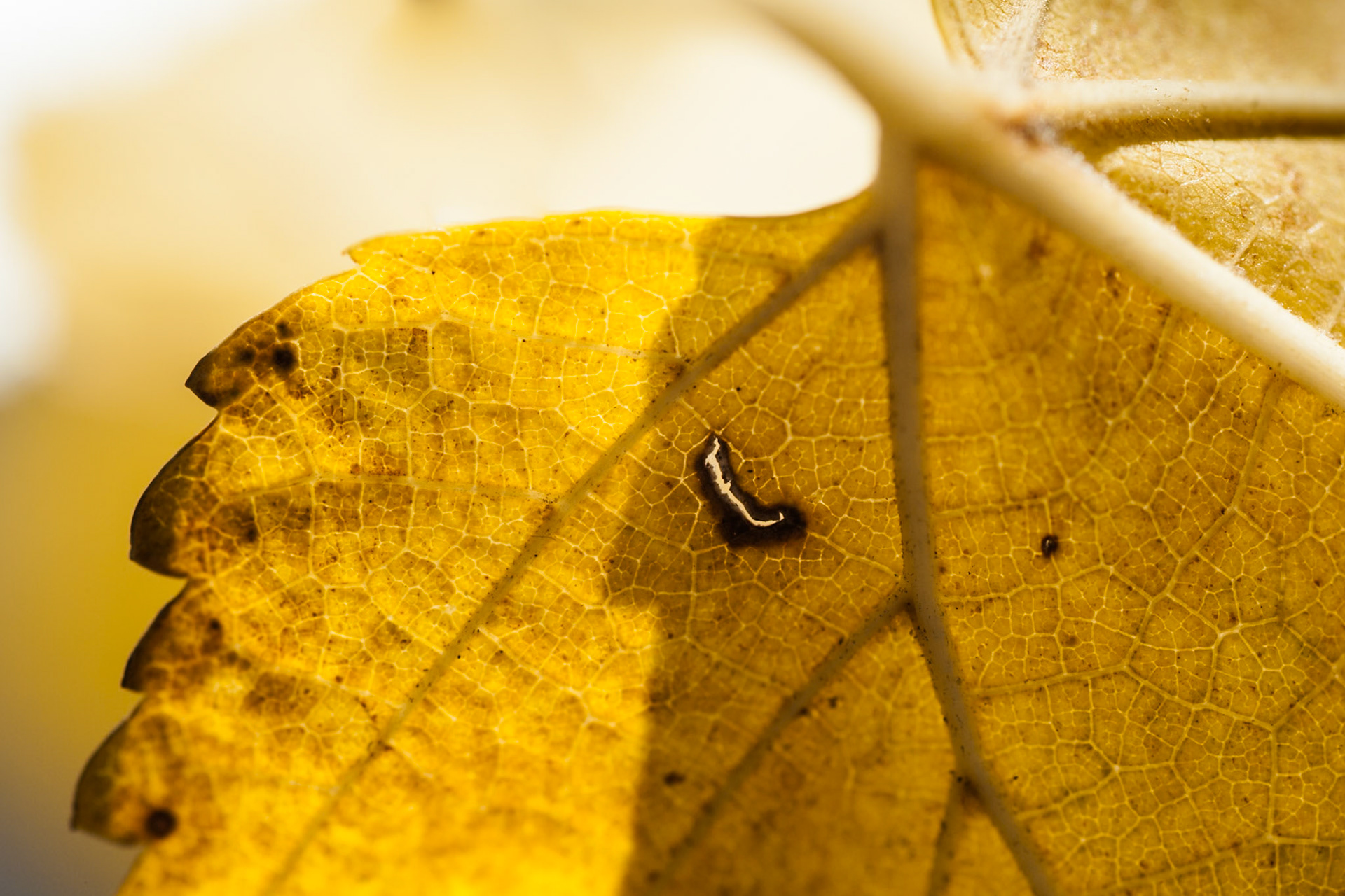 Yellow Autumn leaf, USA
