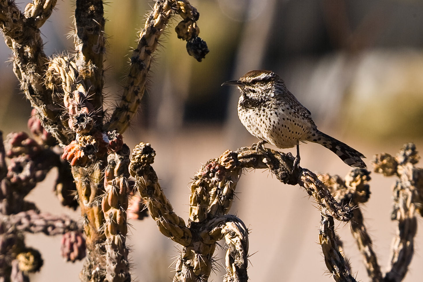 Cactus Wren, NM, USA