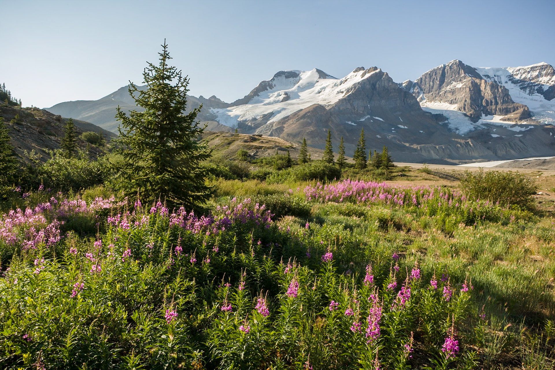 Mount Athabasca from Icefields Parkway, Jasper Nat'l Park, Alberta, CA