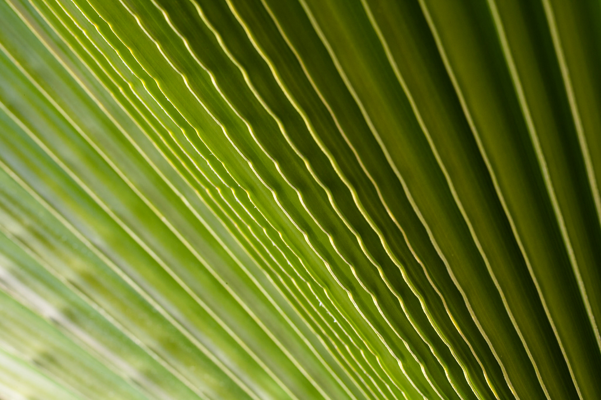 Palm leaf, NV, USA