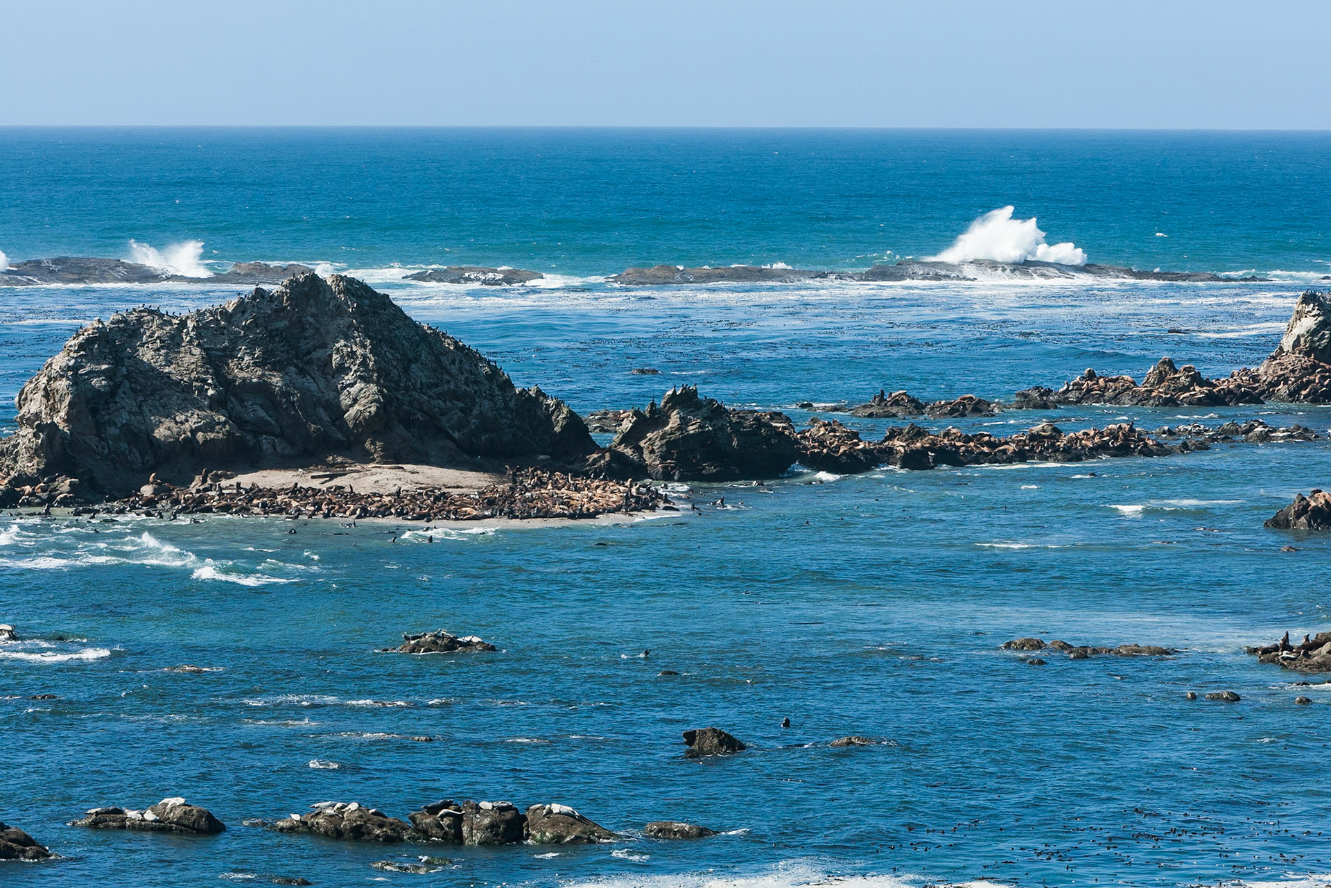 Sea lions and seals on Shell Island at Cape Arago, Oregon, USA