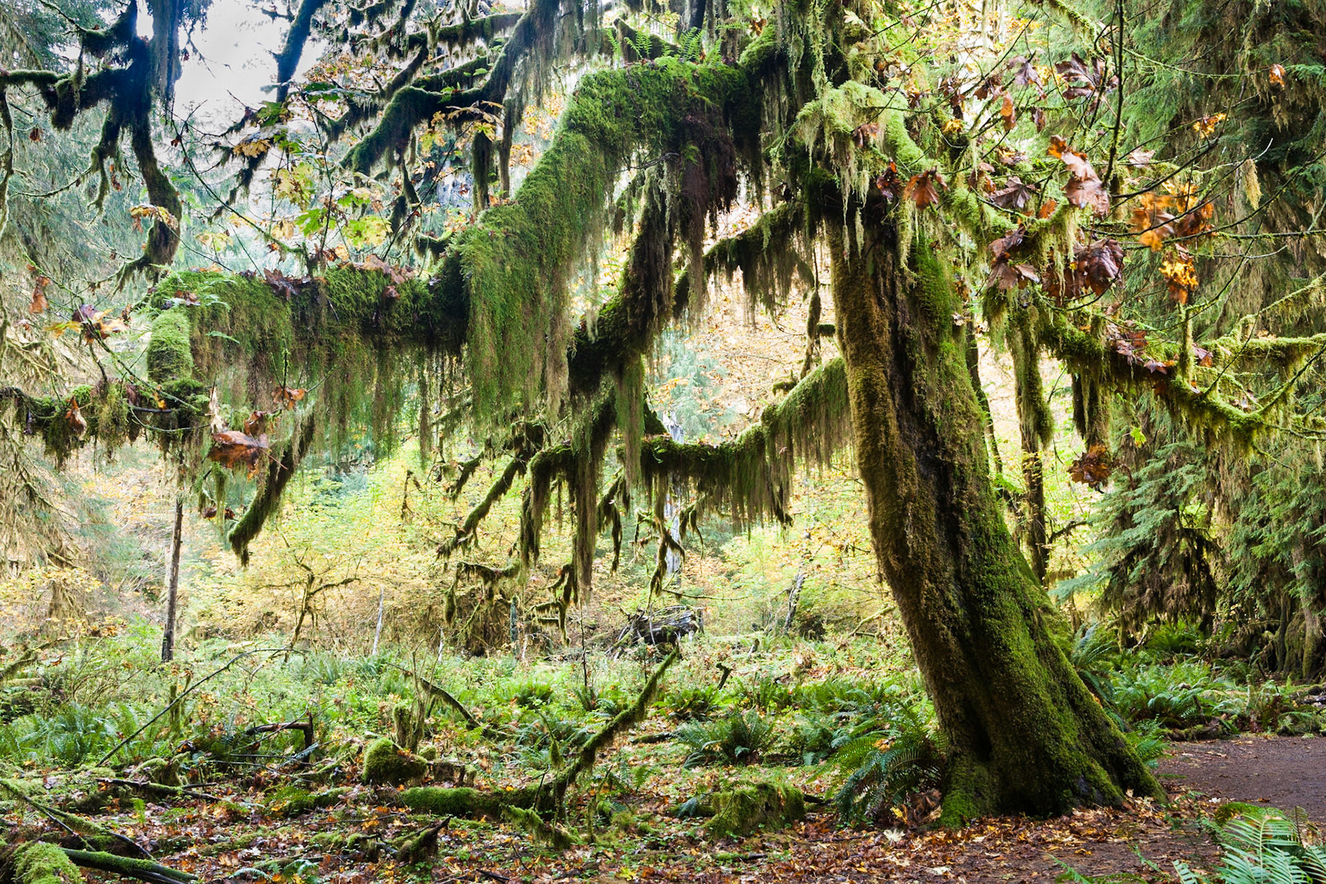 Hall of Mosses in the Hoh Rainforest at Olympic national Park, Washington, USA