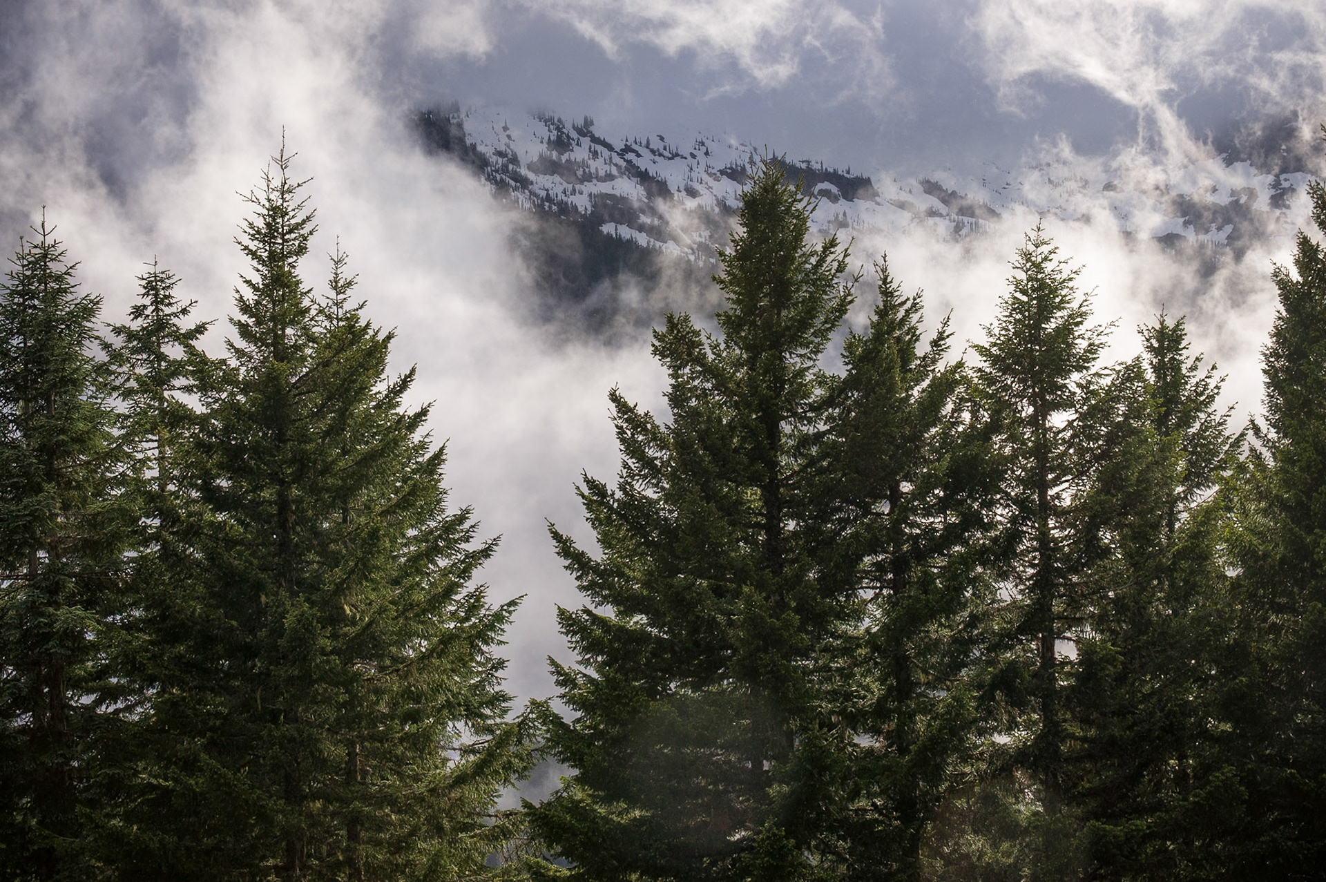Low Clouds in Mount Rainier Nat'l Park, WA, USA