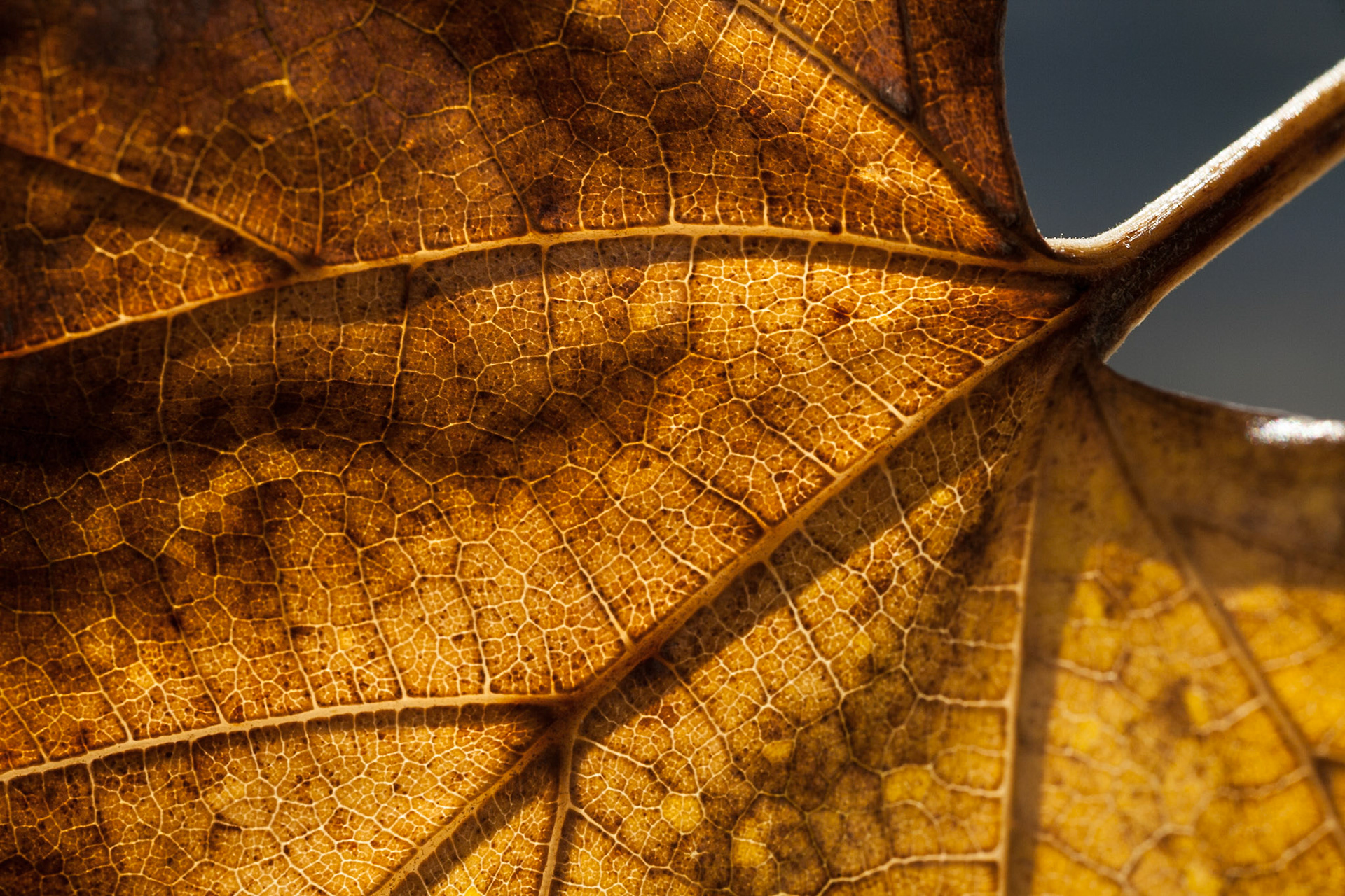 Brown Autumn leaf, USA