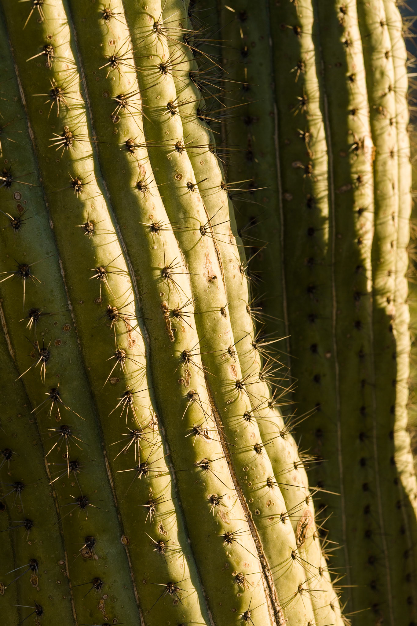 Closeup of Saguaro atOrgan Pipe Cactus National Monument, Arizona, USA