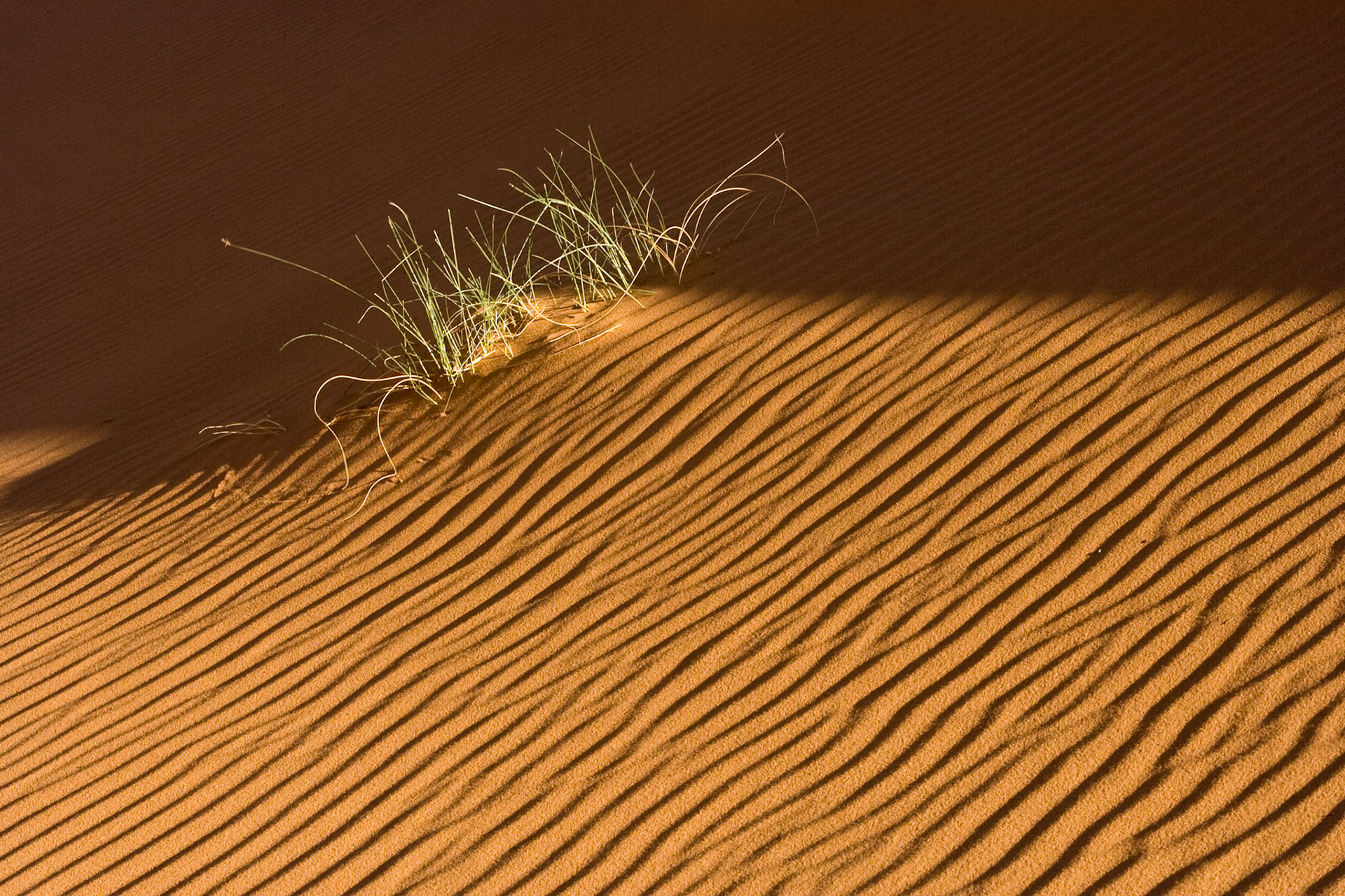 Grass growing in the desert at Sunset at the dunes of Hassi Labiad, Sahara, Morocco