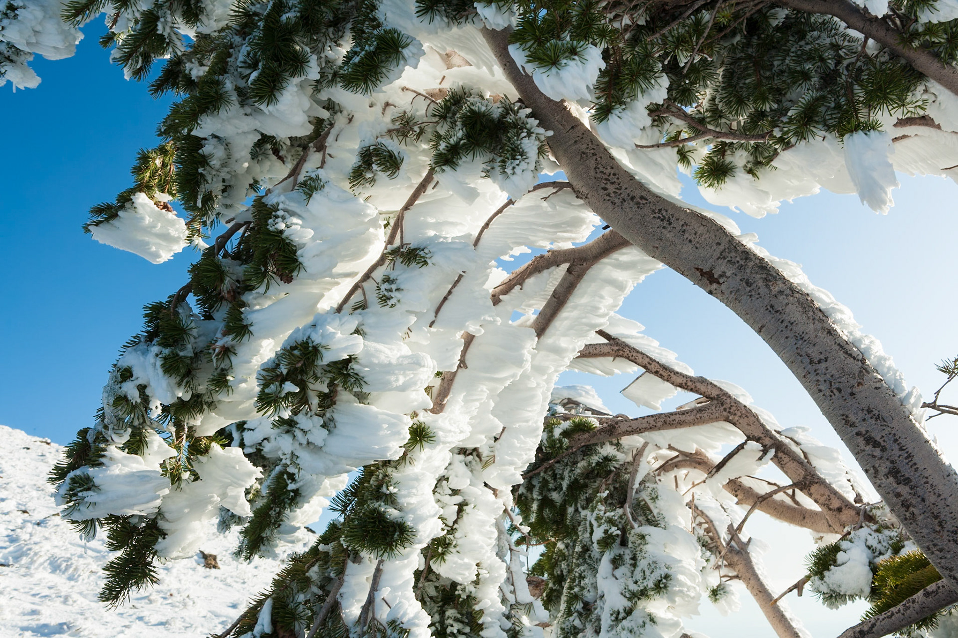 Wind formed Ice on tree at Francis Peak at Wasatch National Forest, Wasatch Range, Utah, USA