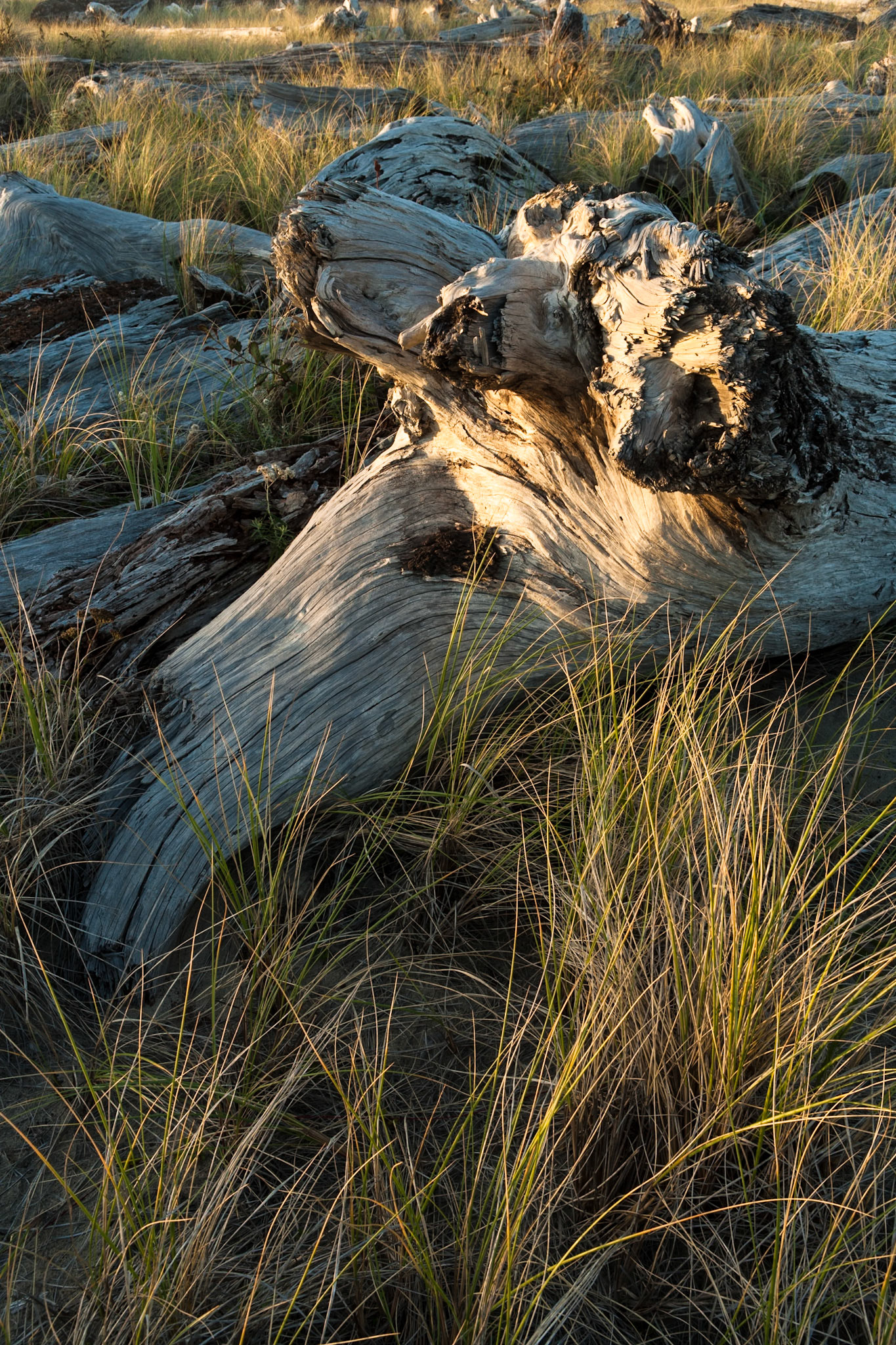 Driftwood at Nehalem Bay South Jetty, OR, USA