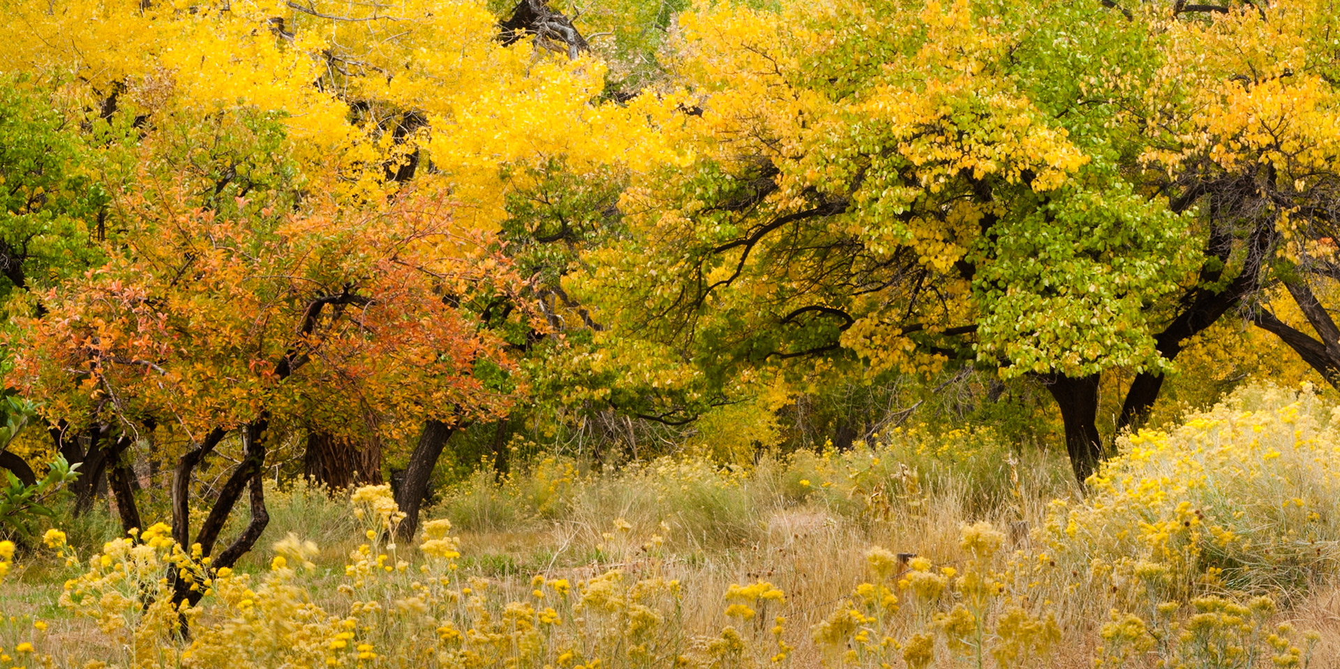 Autumn (Fall) in Capitol Reef Nat'l Park, Utah, USA