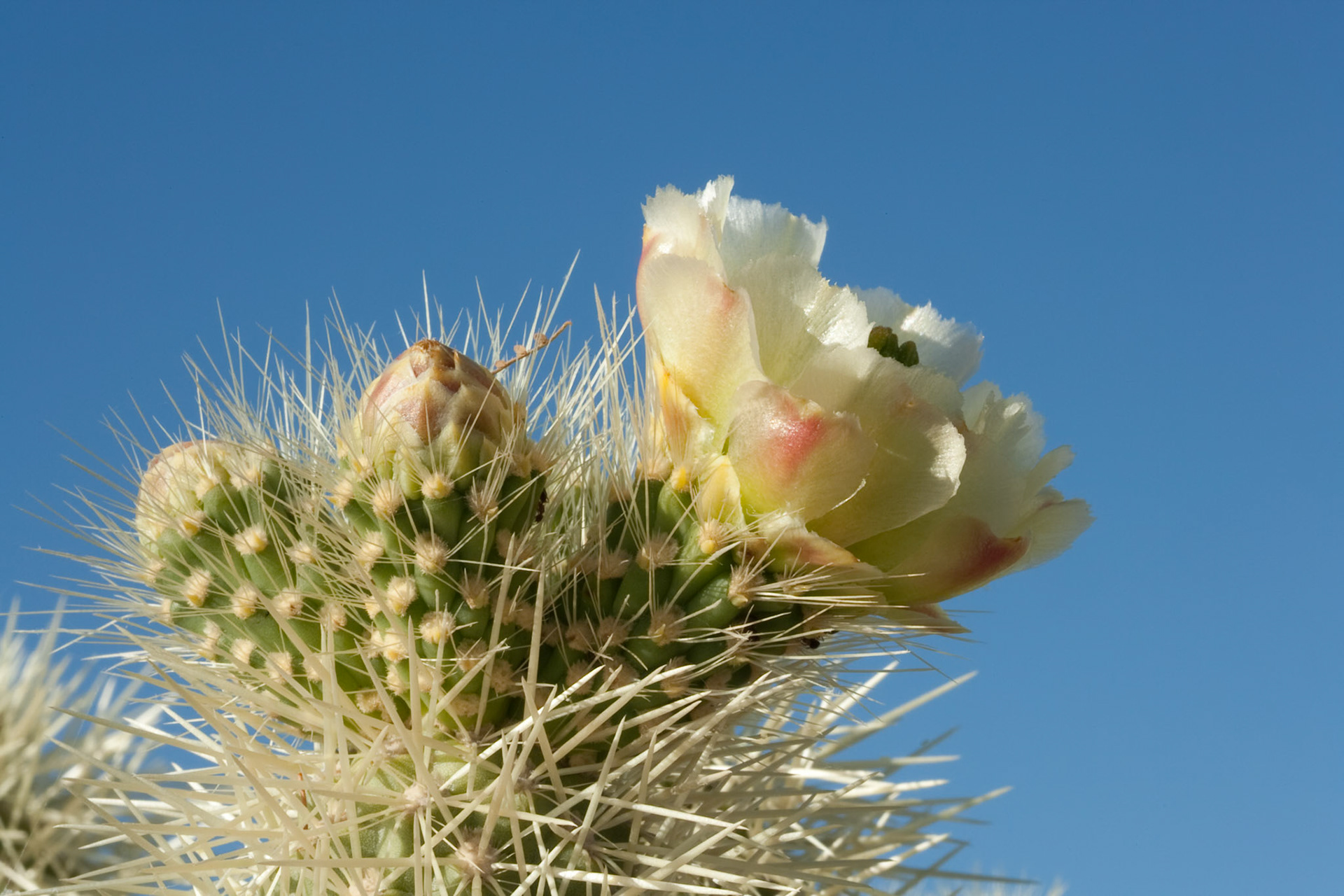 Flowering Cactus, Teddy Bear Cholla, Opuntia Bigelovii, AESTHETIC OR COMMERCIAL APPEAL OF IMAGE