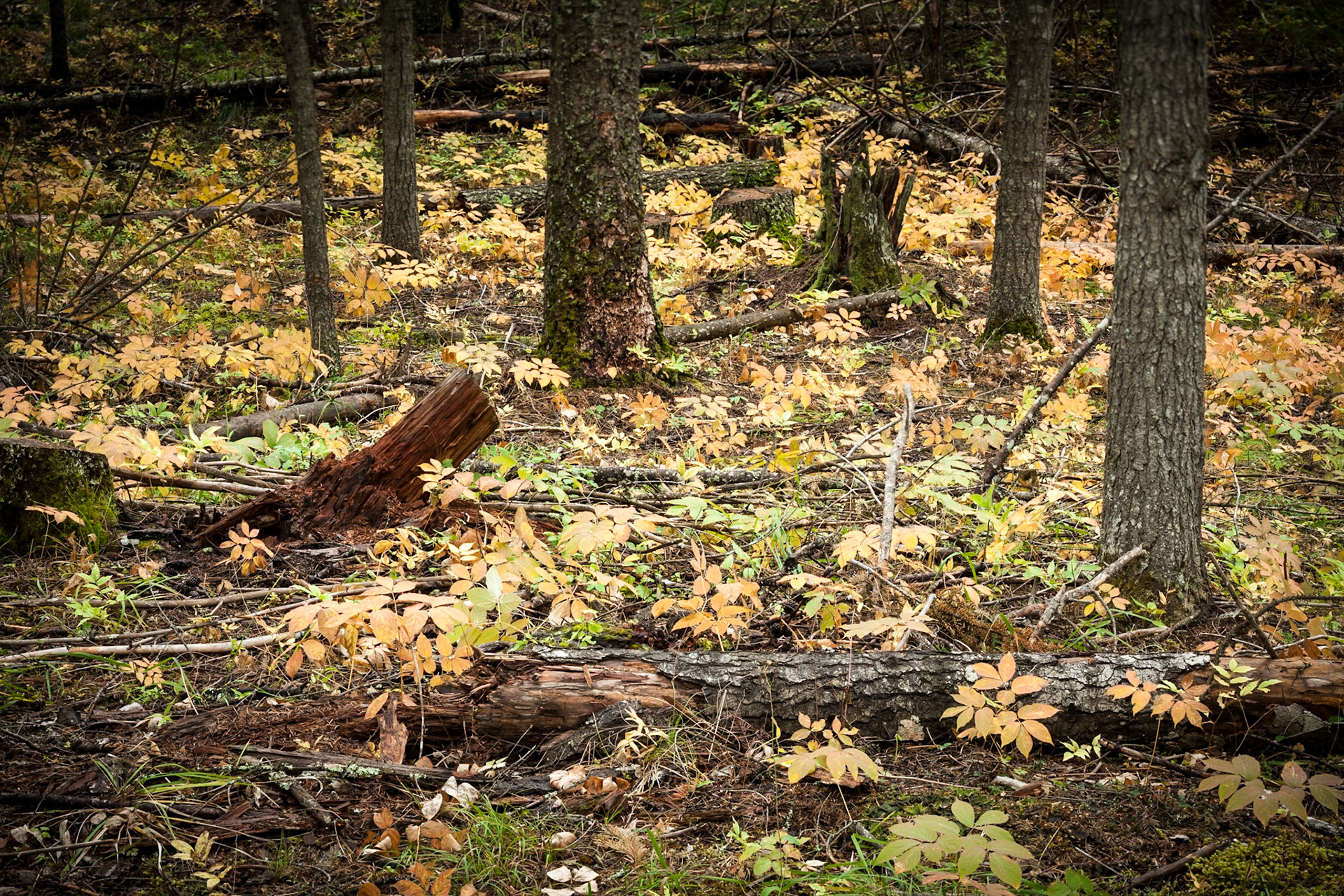 Autumn (Fall) in the Forest of Thomson Falls SP, MT, USA