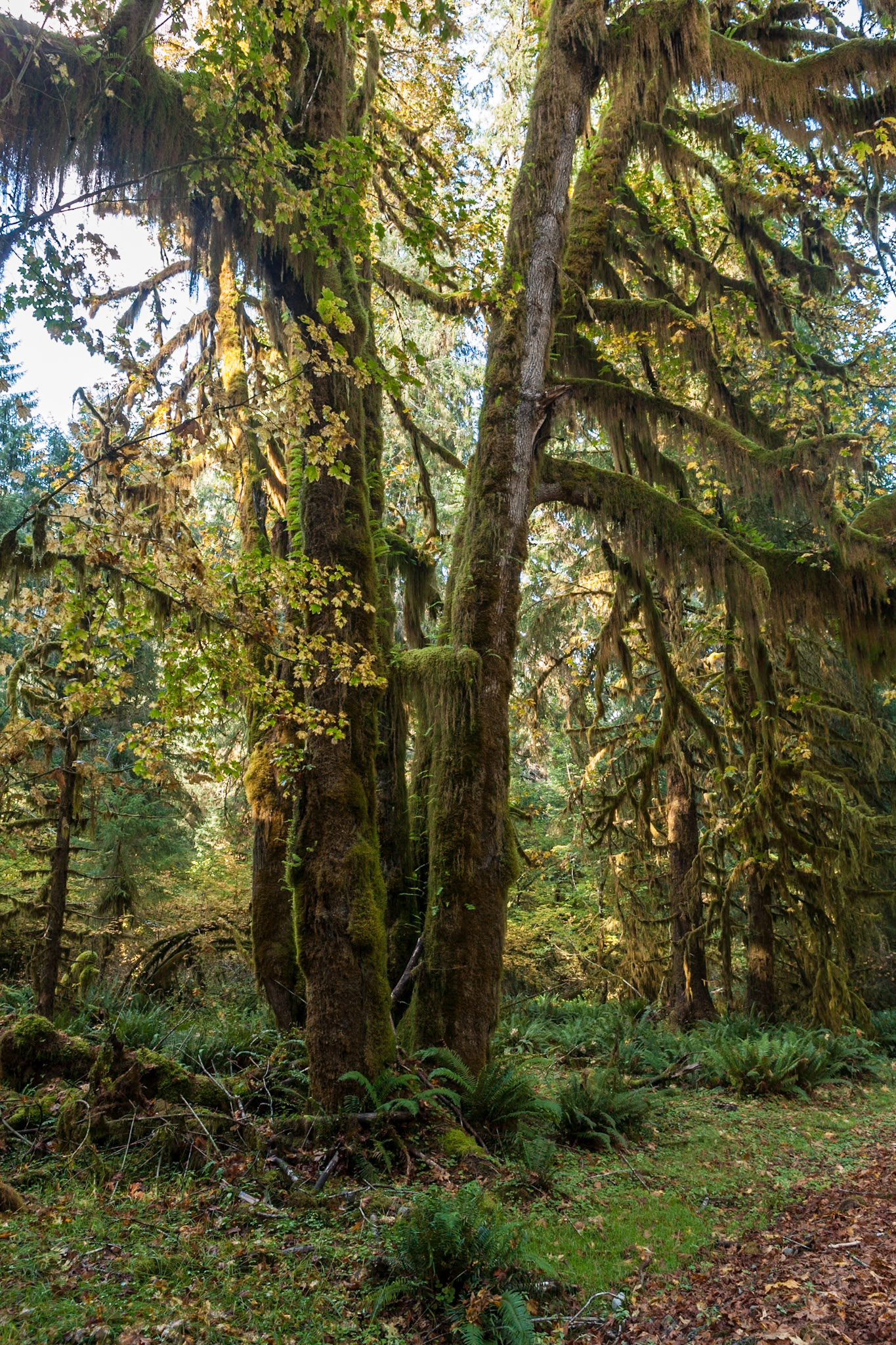 Hall of Mosses in the Hoh Rainforest at Olympic national Park, Washington, USA