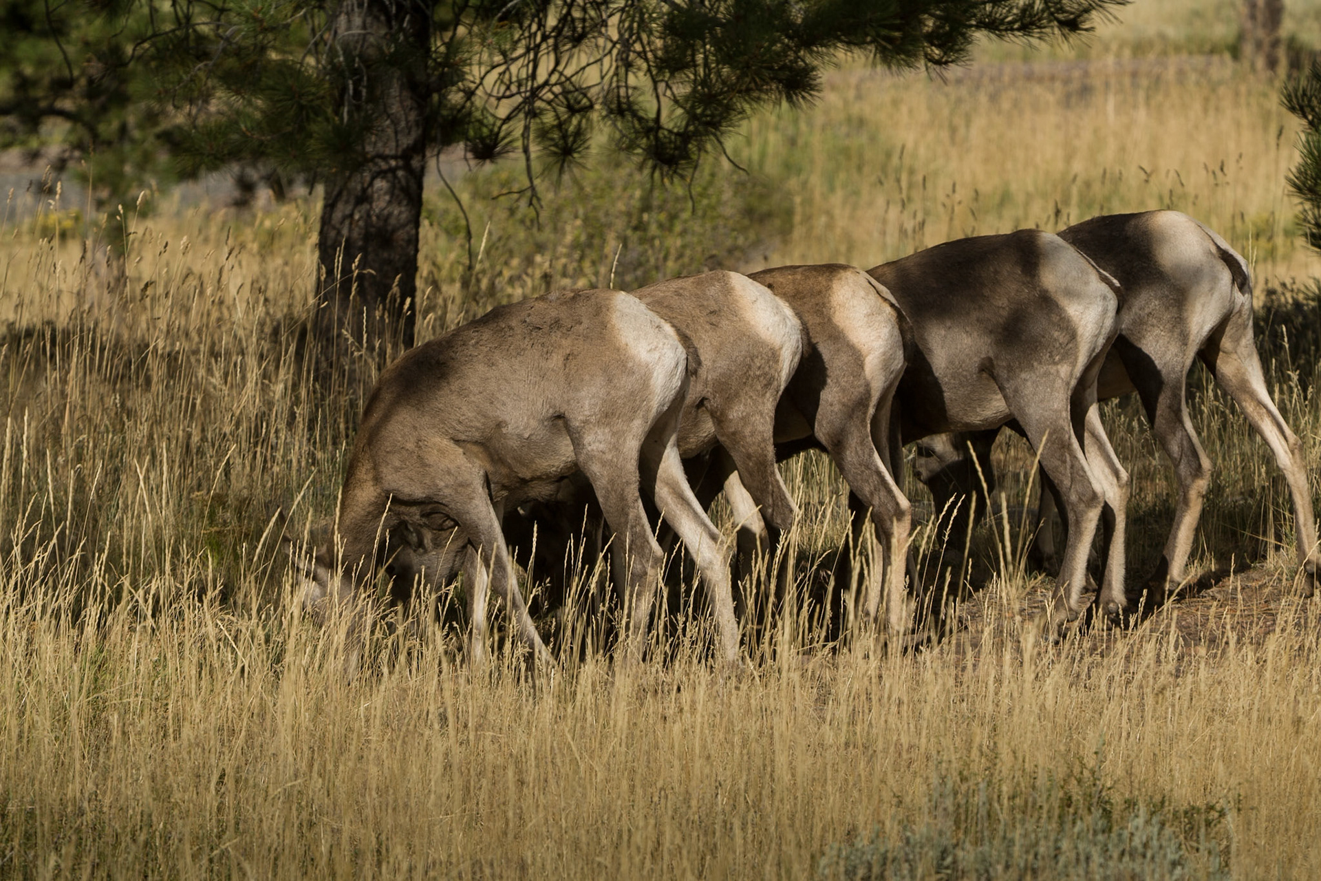 Big Horn Sheep in Flaming Gorge Recreational Area, UT, USA
