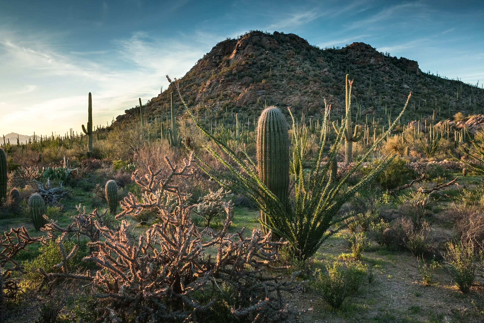Bajada Loop, Saguaro Nat'l park near Tucson, Arizona, USA