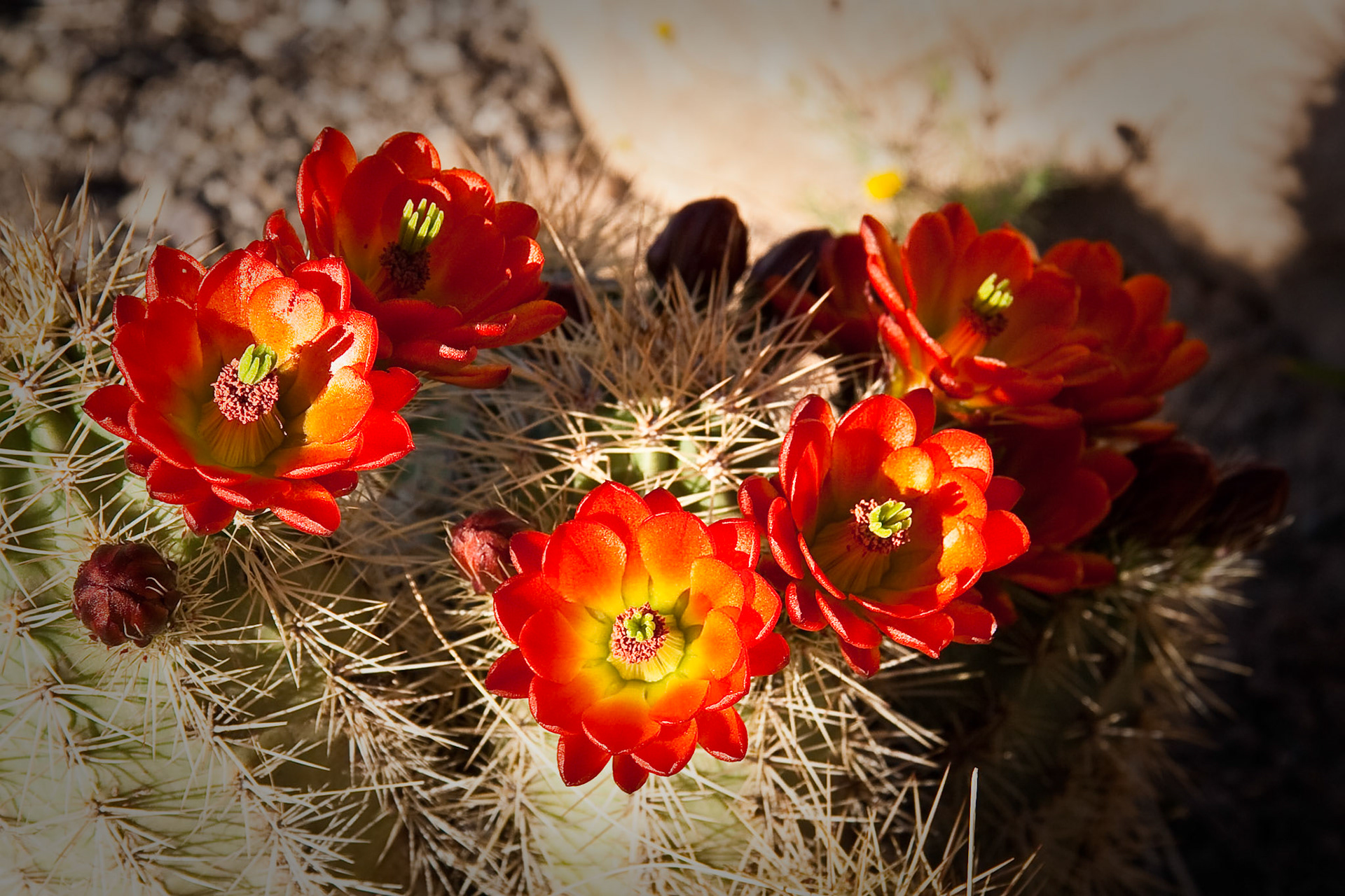 Blooming Hedgehog Cactus at Oliver Lee Memorial State Park, New Mexico, USA