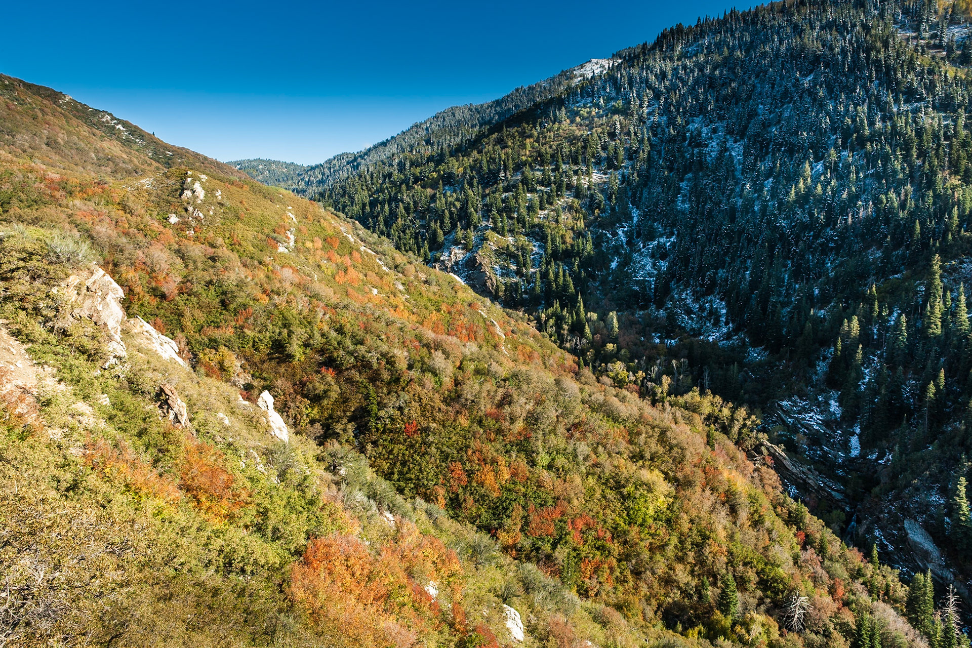 Fall at Wasatch National Forest, Wasatch Range, Utah, USA