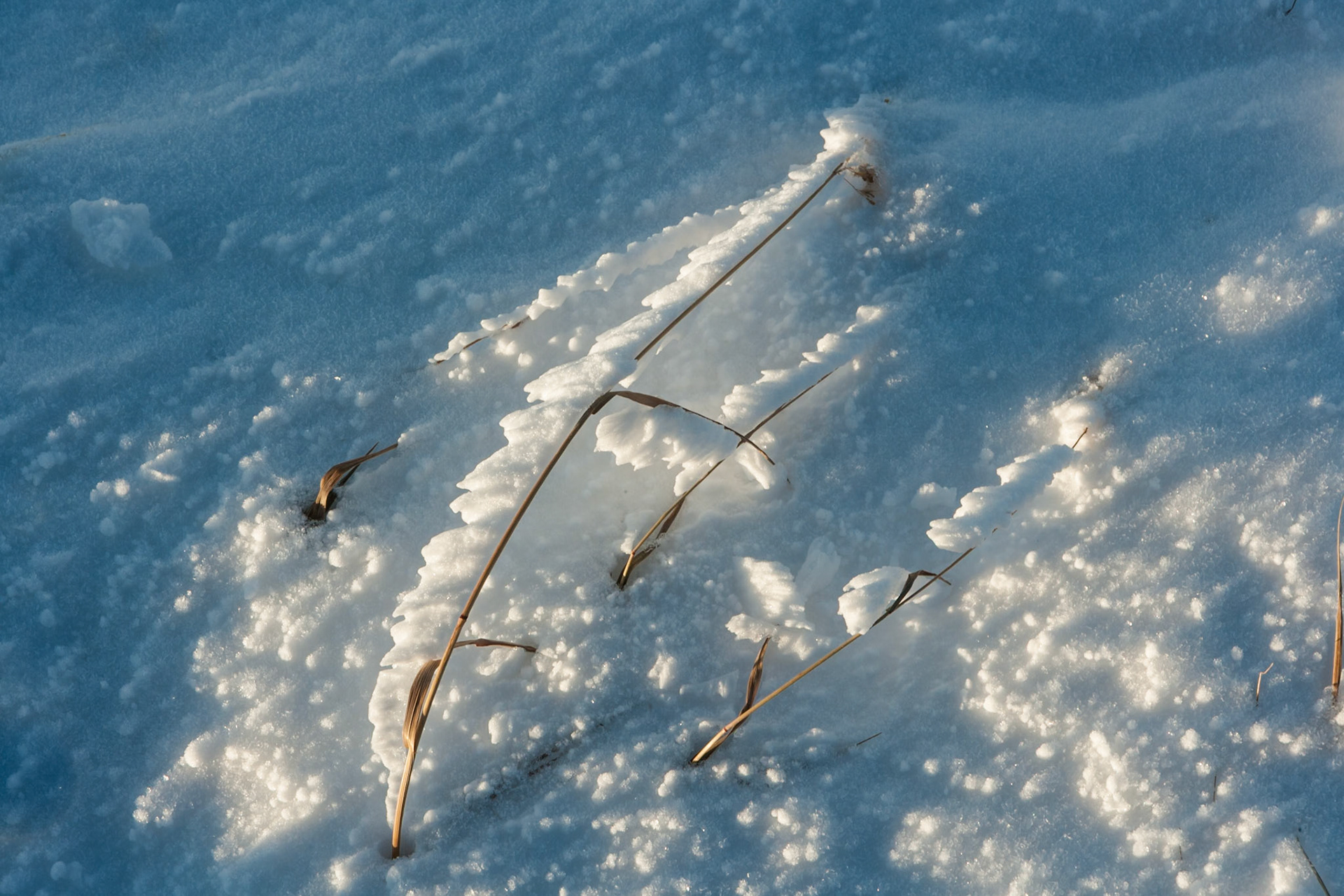 Grass in snow at Francis Peak, Wasatch National Forest, Wasatch Range, Utah, USA
