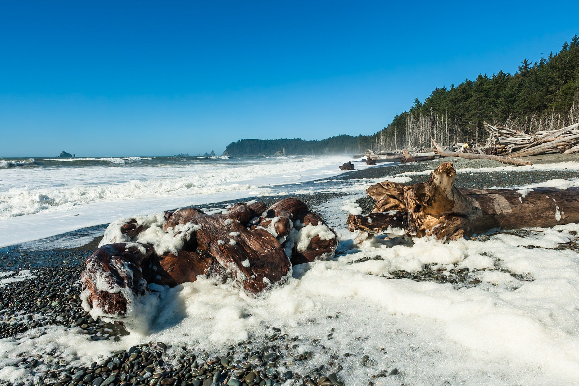 Driftwood at First Beach near La Push, Olympic National Park, Washington, USA