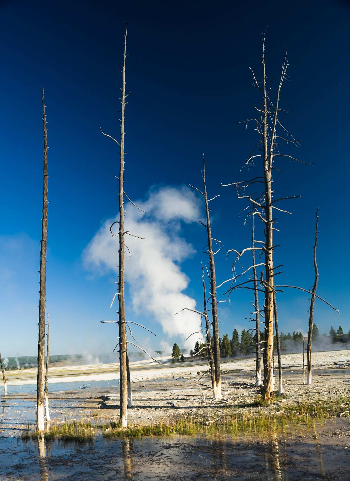 Clepsydra Geyser at Lower Geyser Basin in Yellowstone National Park, WY, USA