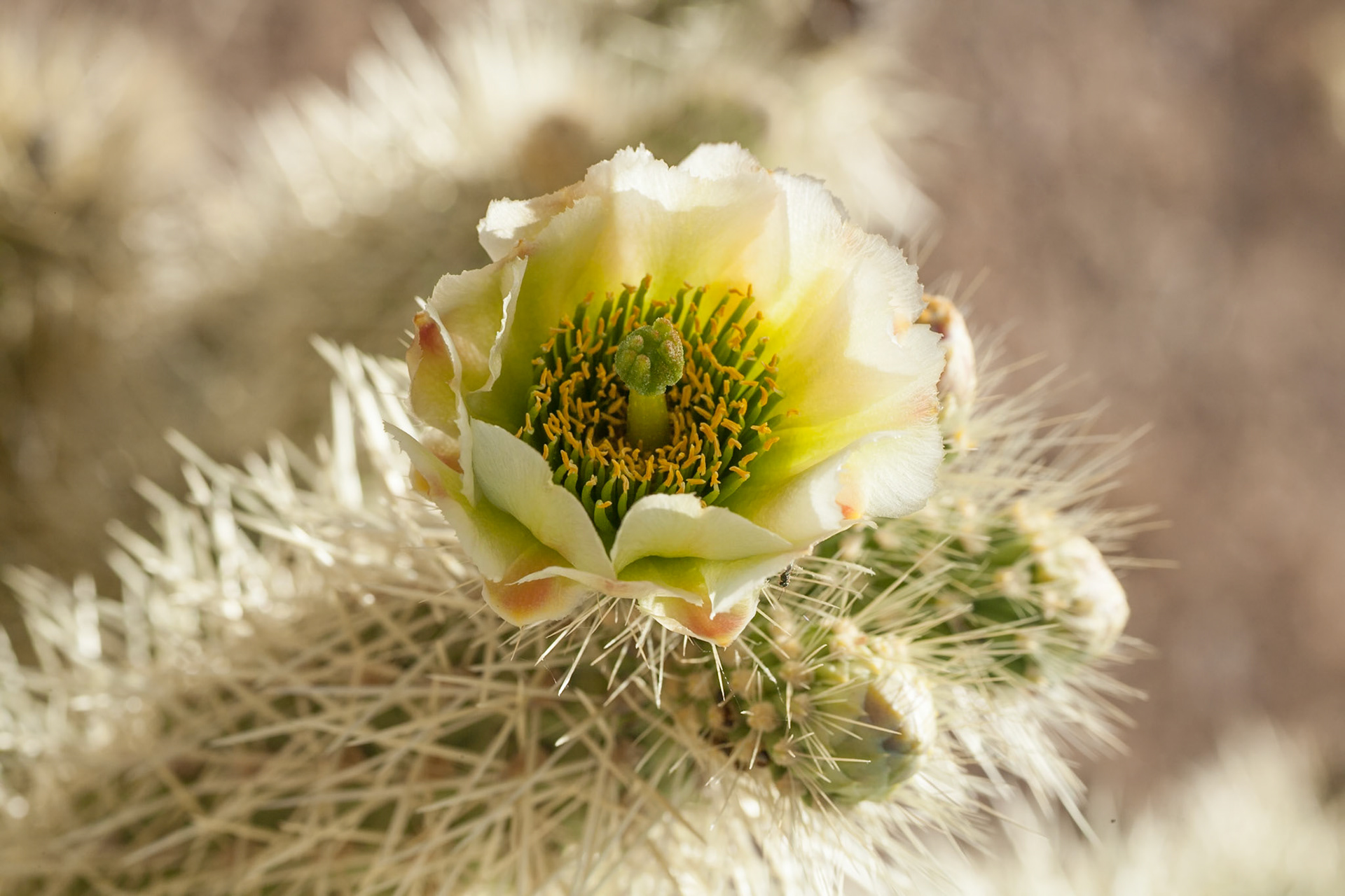 prickly pear Cactus Flower in Lost Dutchman State Park, AZ, USA