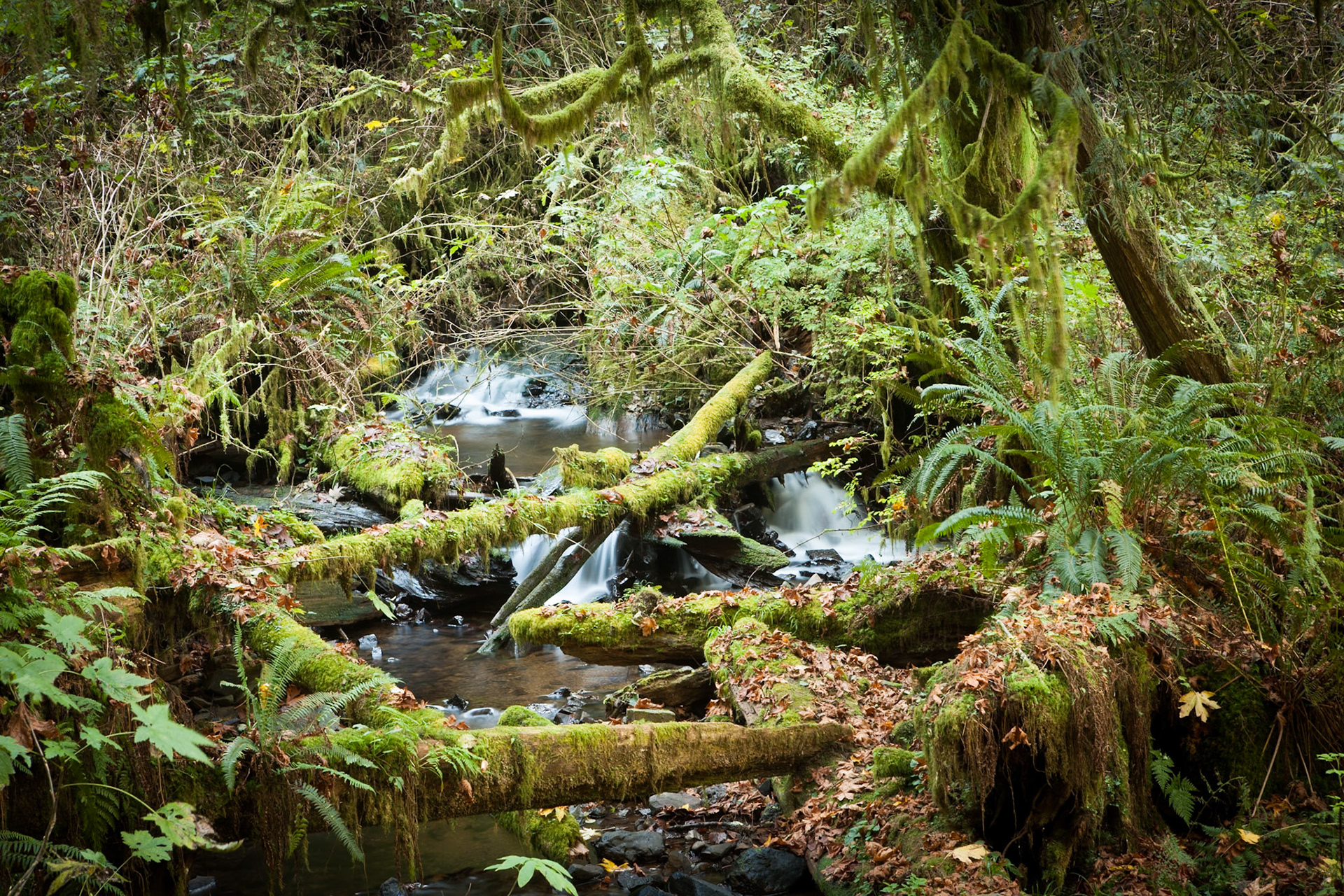 Mosses at River at Munson Creek Falls, OR, USA