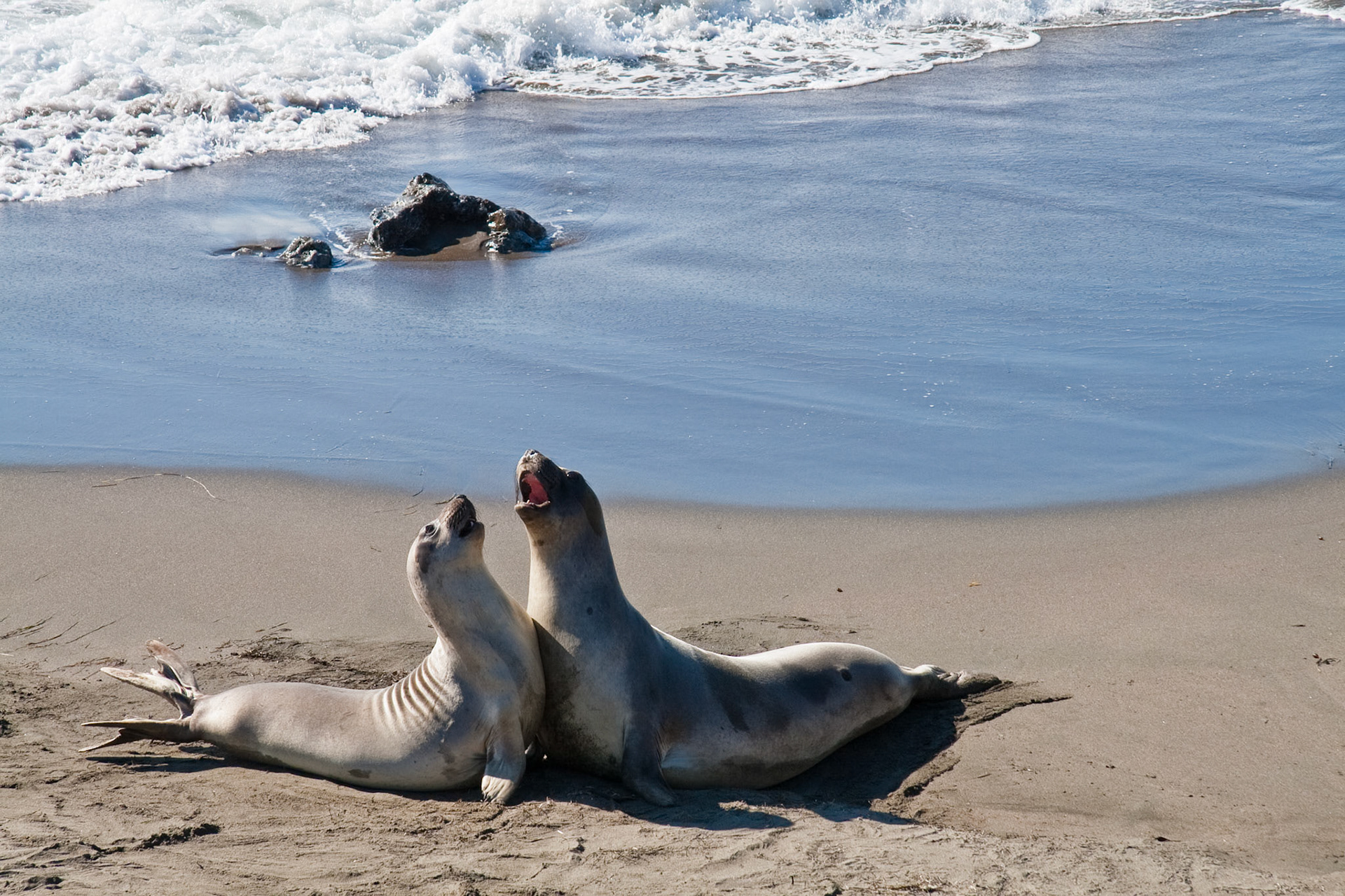 Dancing Elephant Seals at Piedras Blancas, San Simeon, Hwy 1, California, USA