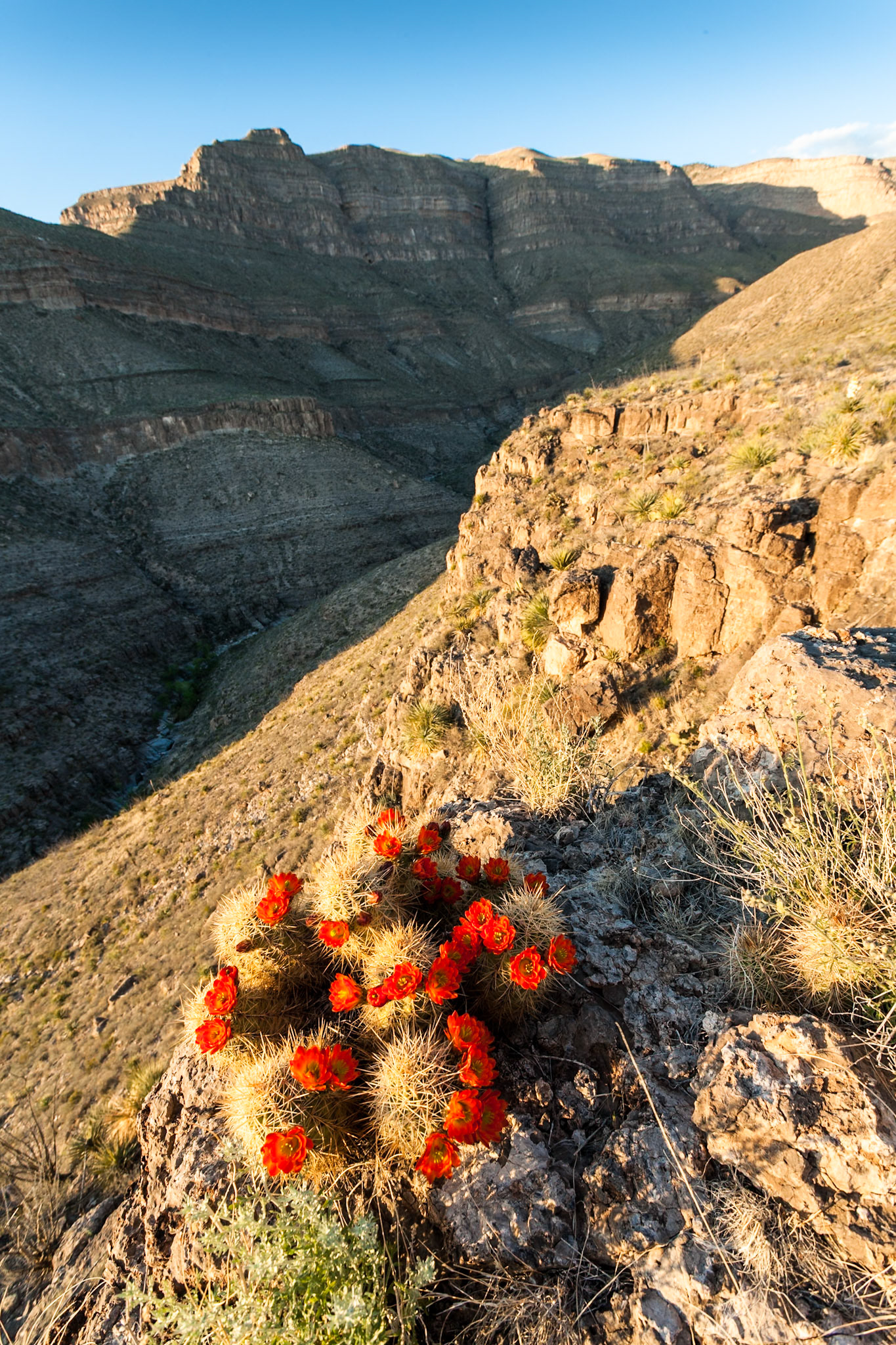 Blooming Hedgehog Cactus in Oliver Lee Mem. SP, NM, USA
