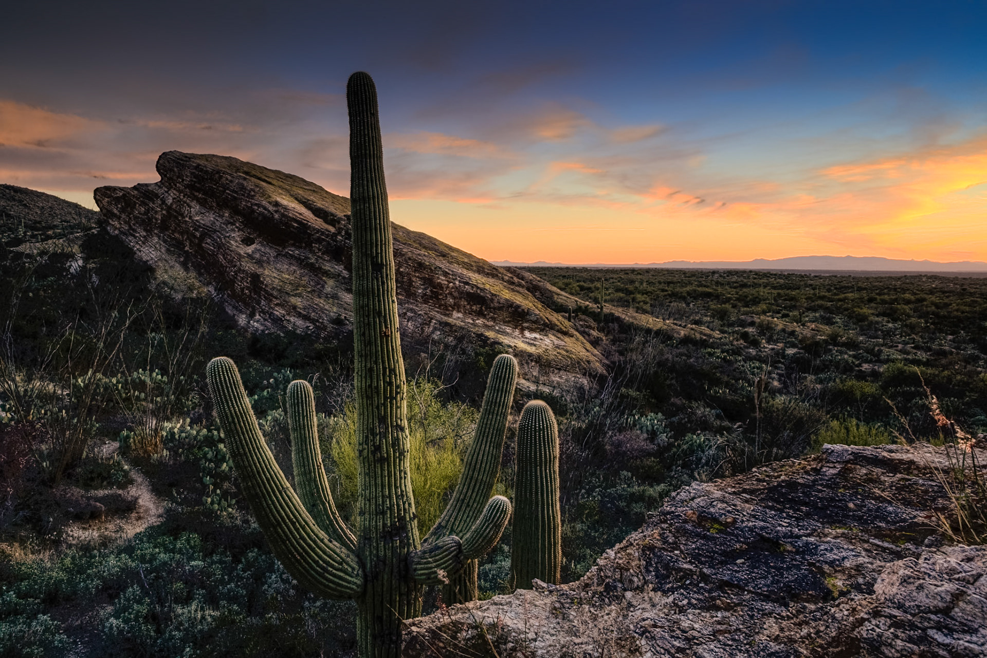 Sunset at Saguaro National Park, AZ, USA