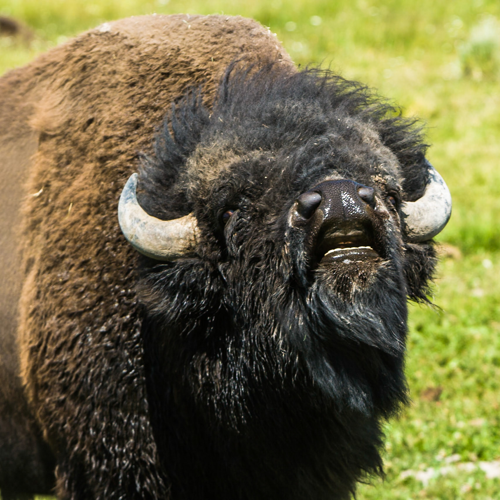 Buffalo at Yellowstone National Park, WY, USA