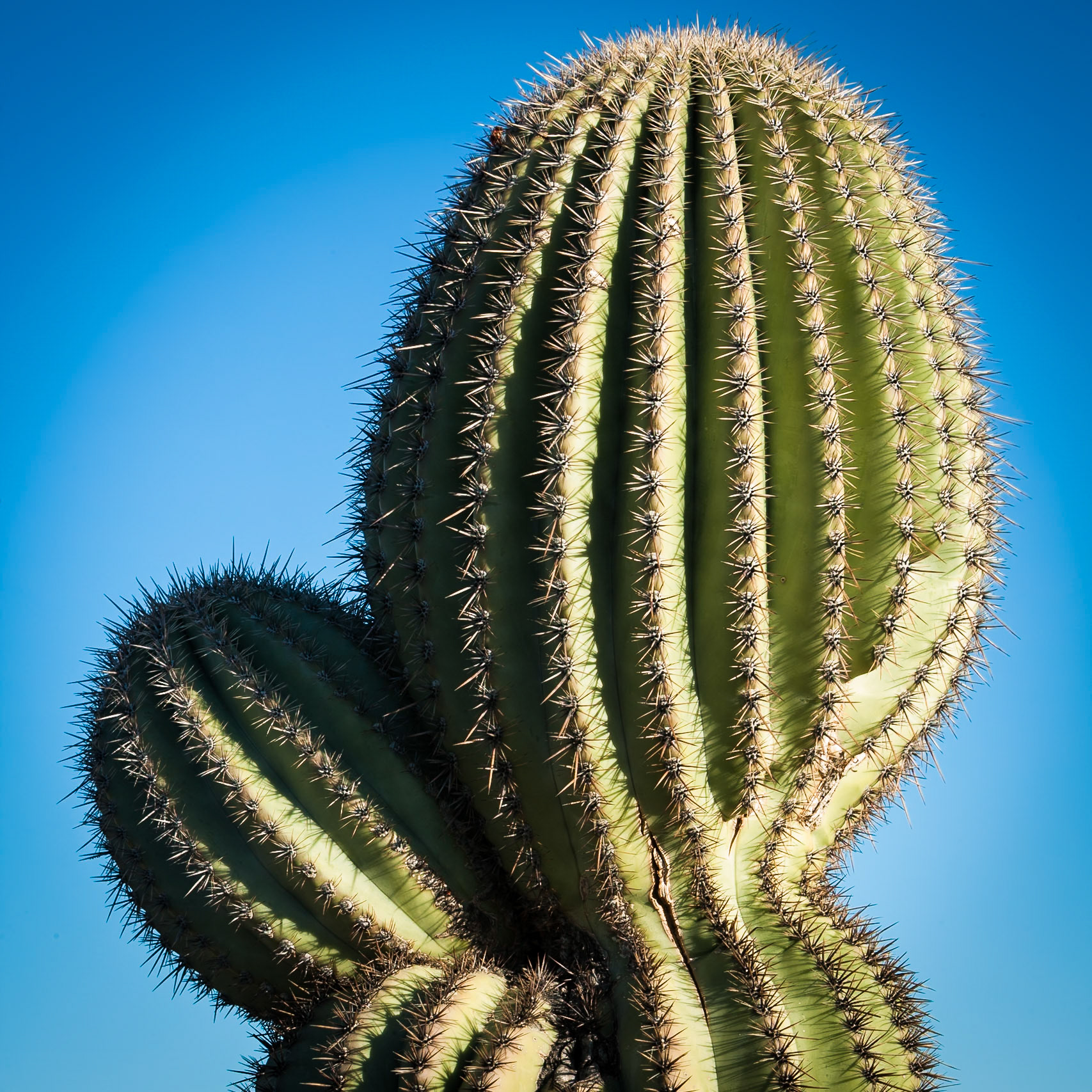 Detail of Saguaro at Tucson Mountain Park, AZ, USA
