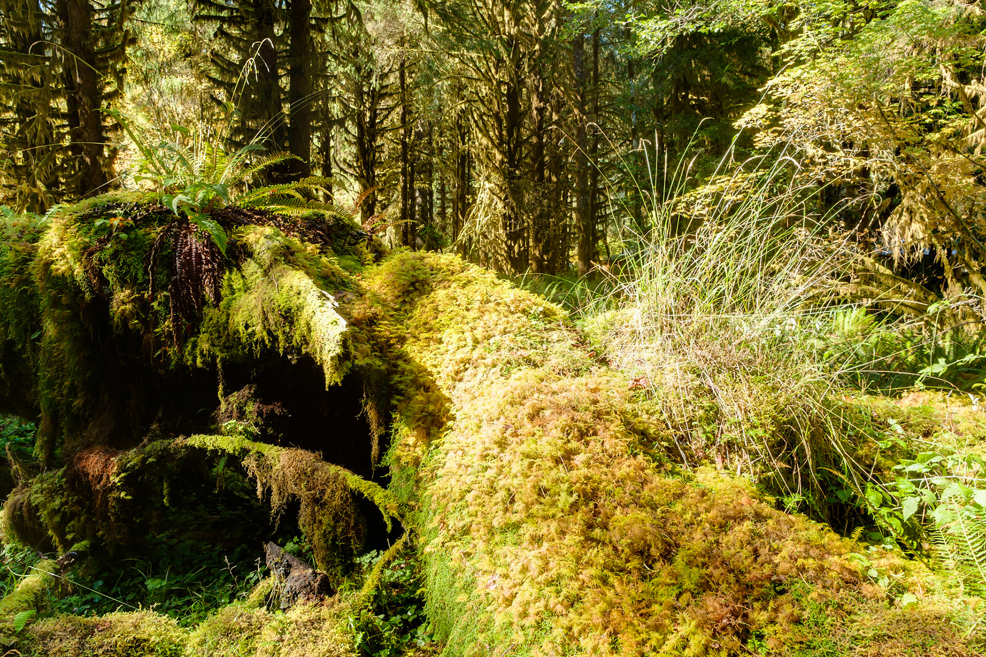 Spruce Trail at Hoh Rainforest at Olympic National Park, Washington USA