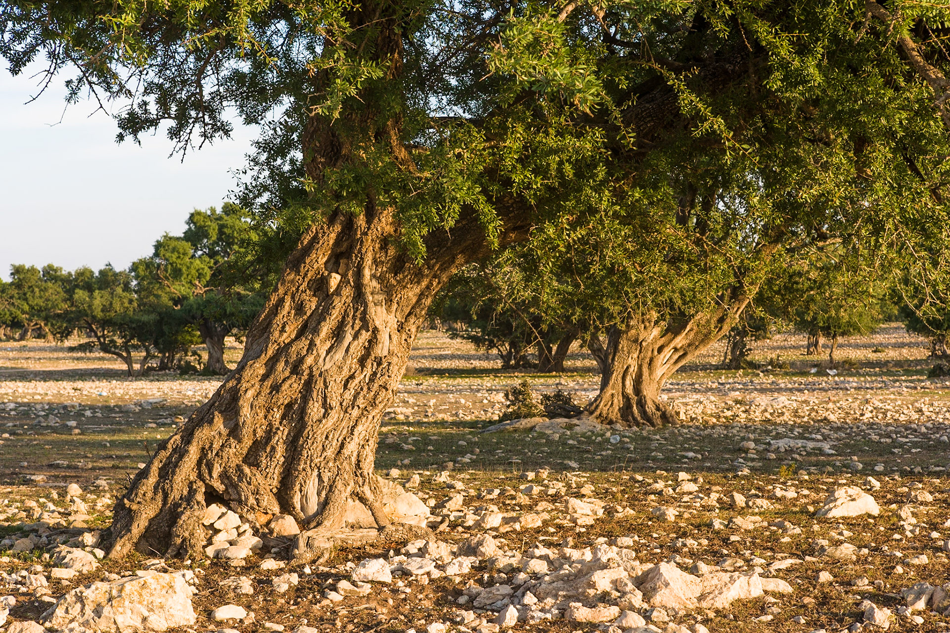Argania tree at Ida Ougord, near Essaouira, Morocco