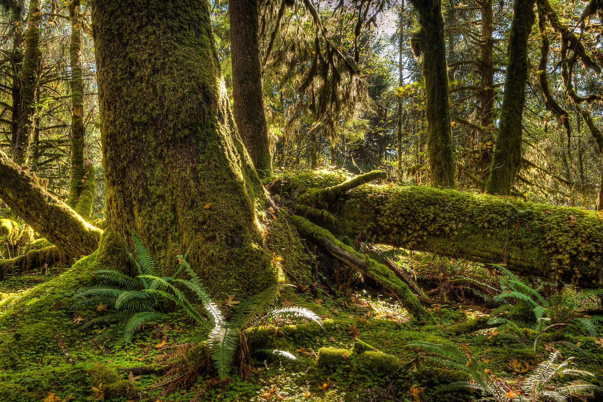 River Trail at Hoh Rainforest at Olympic National Park, Washington USA