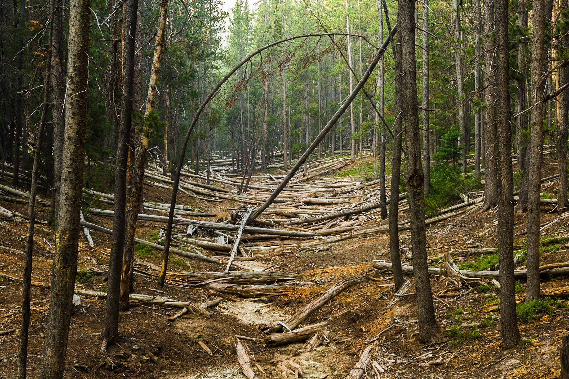 Forest in the Grand Canyon of the Yellowstone, WY, USA