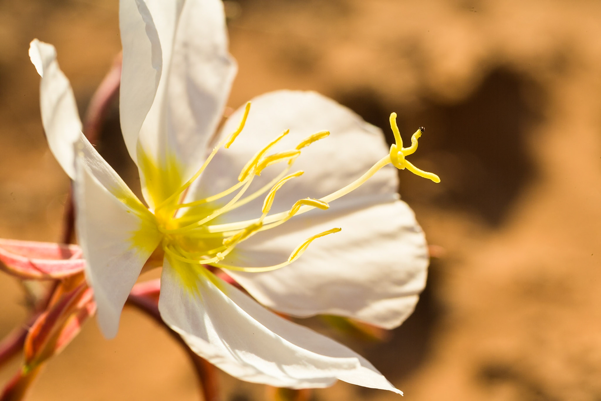 Wild flowers at the Corona Arch Trail near 279 near Moab, Utah, USA