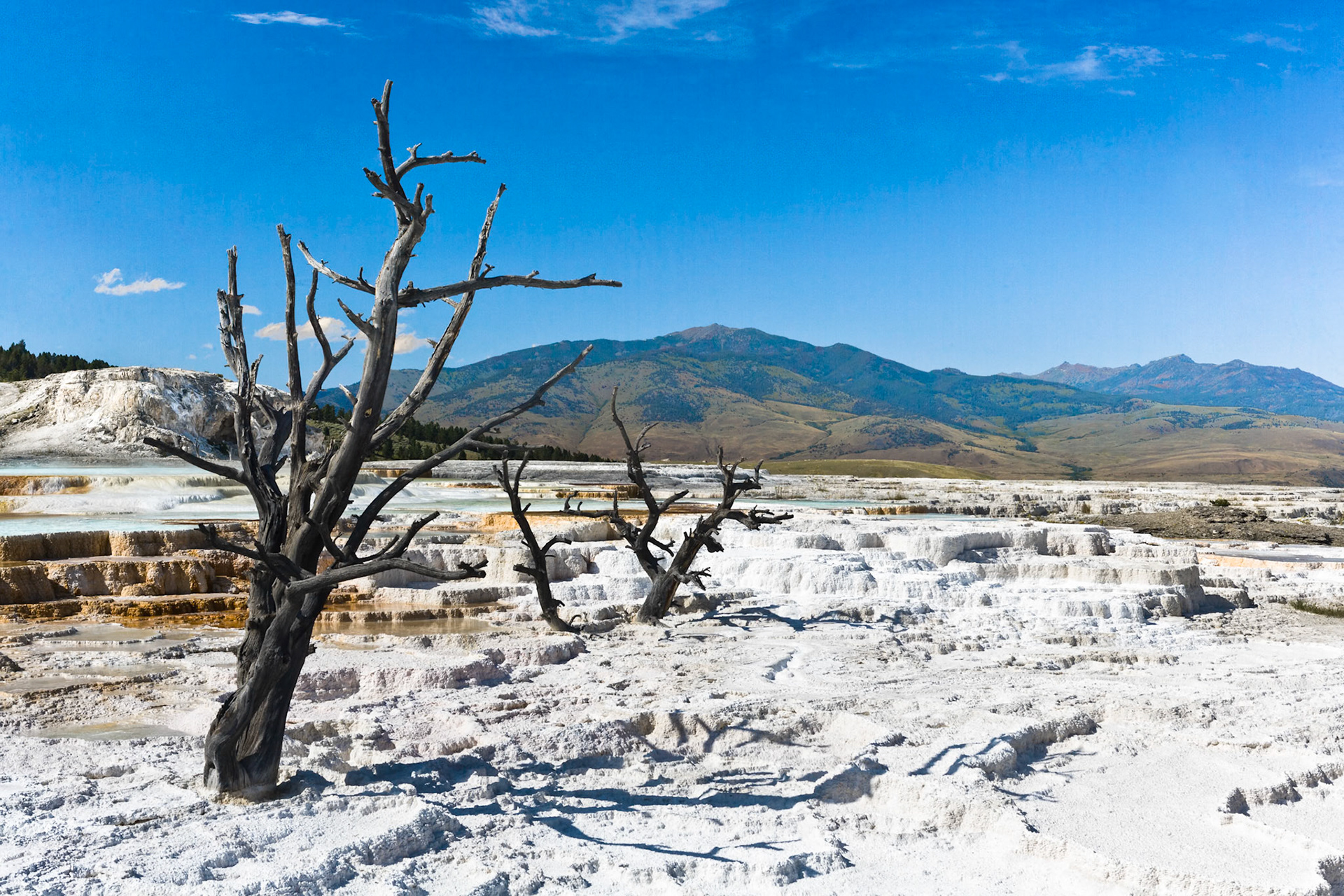 New Blue Spring at Mammoth Hot Springs  in Yellowstone National Park Wyoming, USA