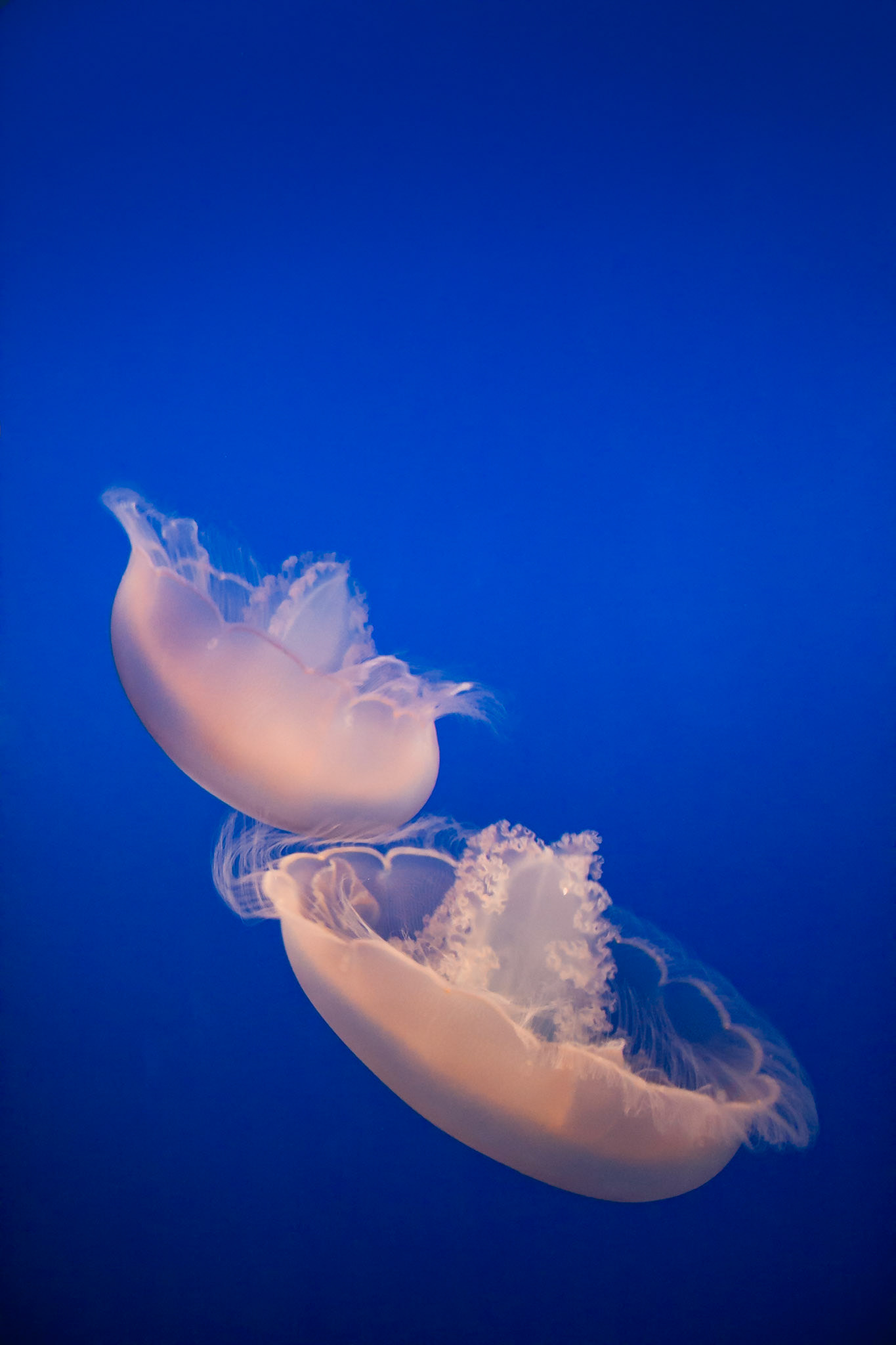 Pink Moon Jelly, Aurelia aurita in blue water