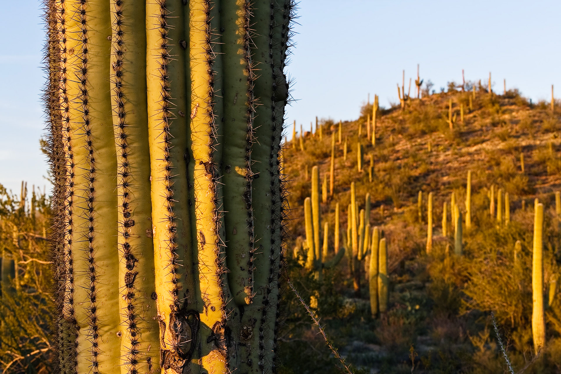 Sunset at Saguaro National Park, AZ, USA