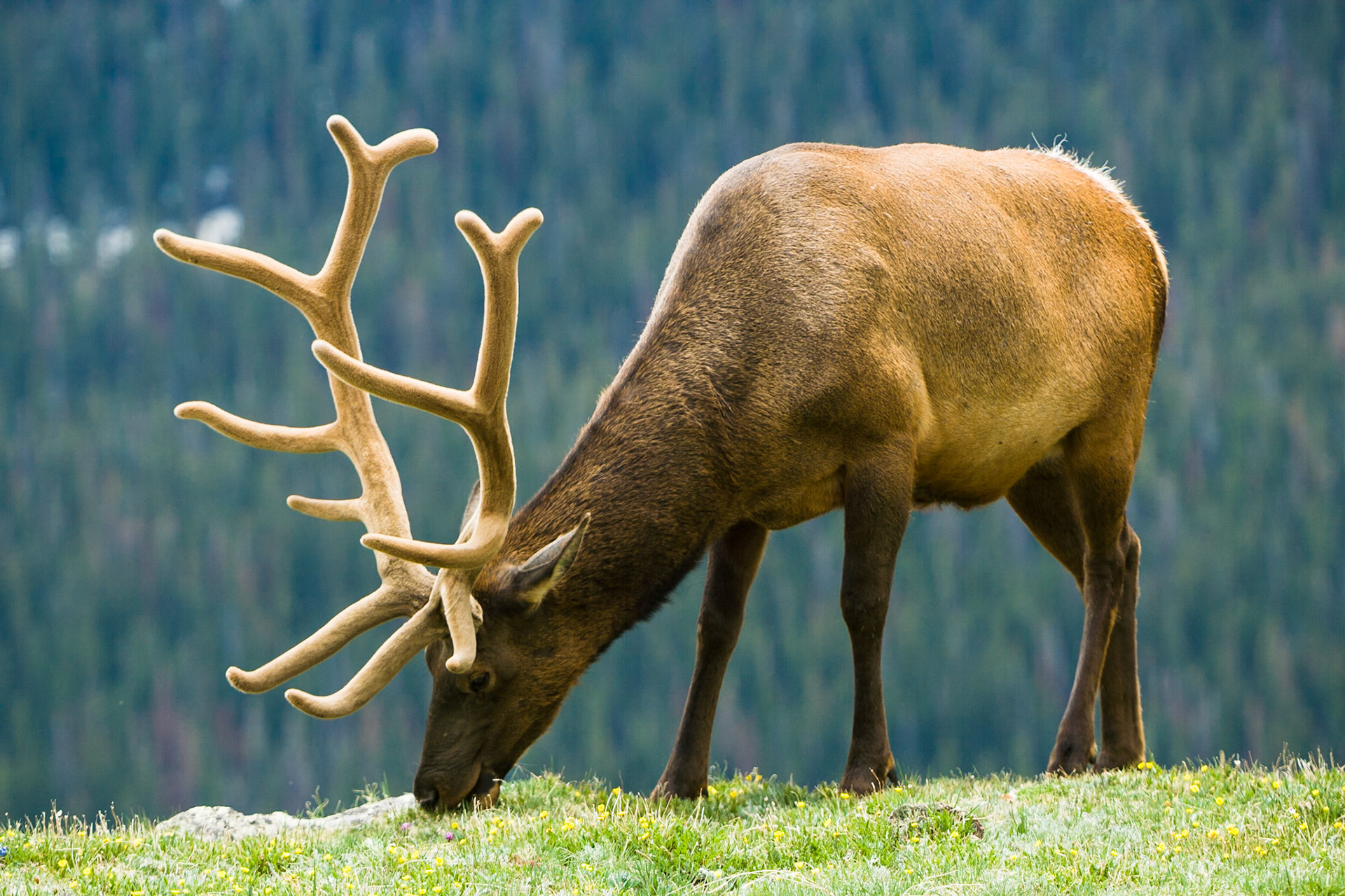 Elk in Rocky Mountains National Park, CO, USA