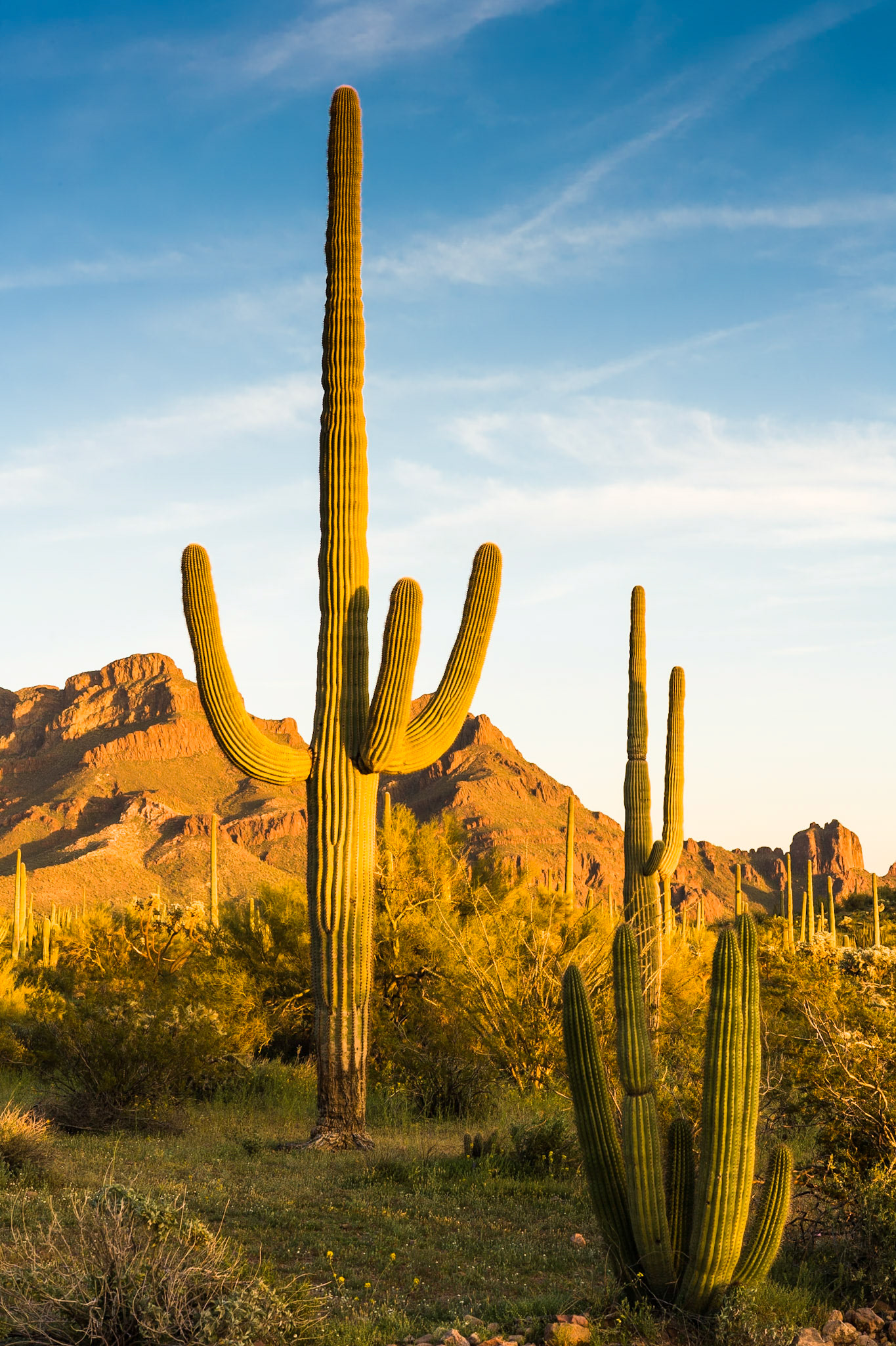Saguaro atOrgan Pipe Cactus National Monument, Arizona, USA