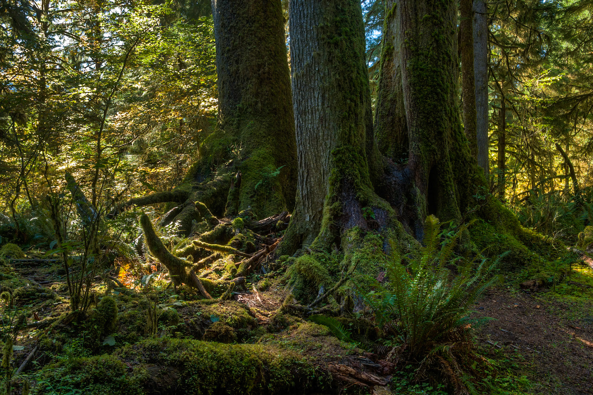 Lots of mosses at the Spruce Trail at Hoh Rainforest at Olympic National Park, Washington USA