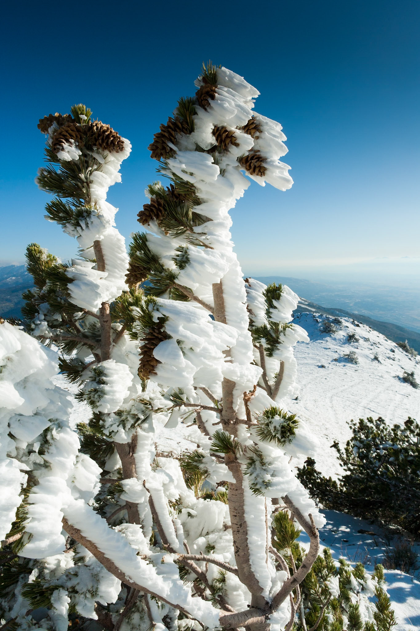 Wind formed Ice on tree at Francis Peak at Wasatch National Forest, Wasatch Range, Utah, USA