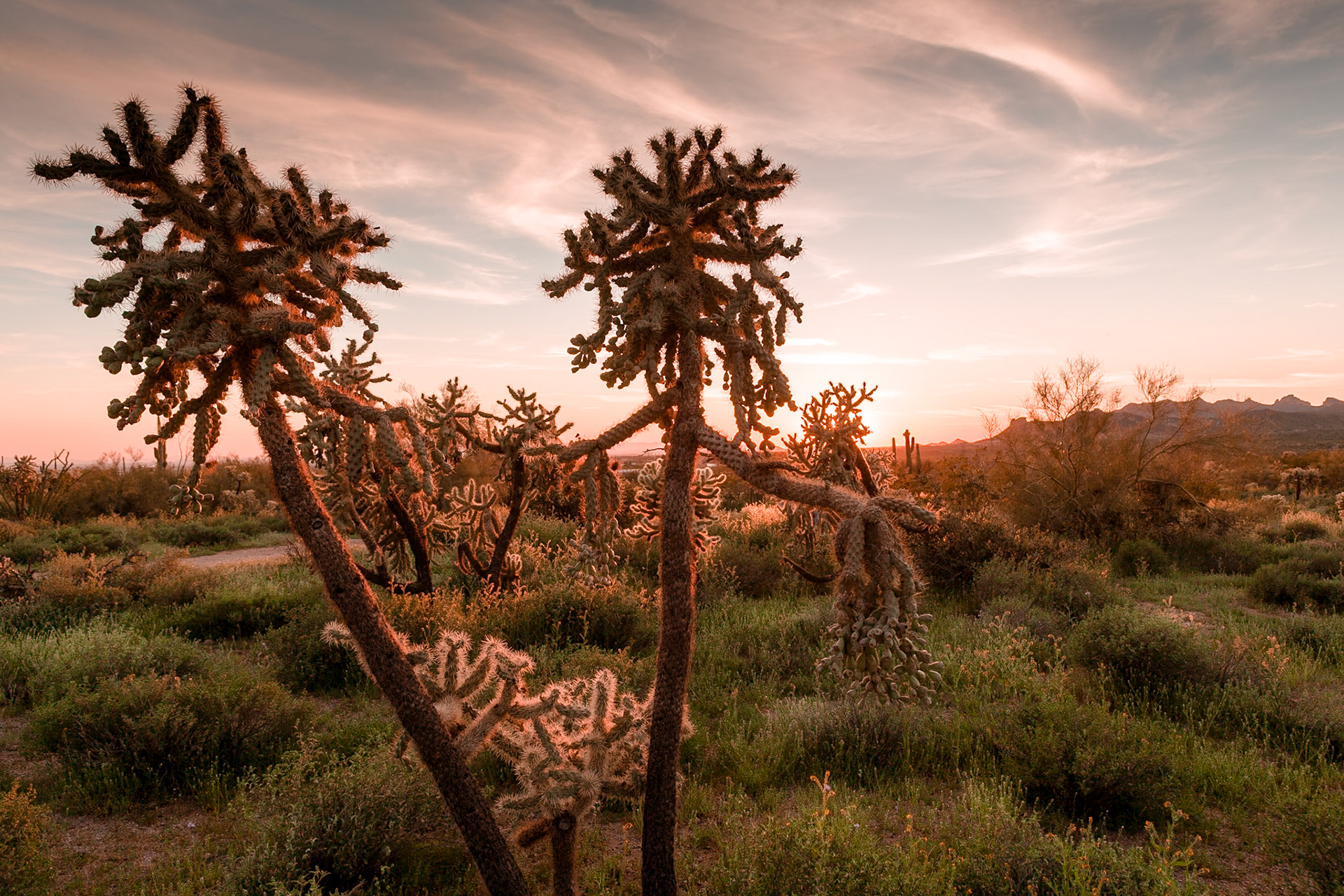 Cholla's at Sunset at Lost Dutchman SP, Heckberry Mesa, AZ, USA